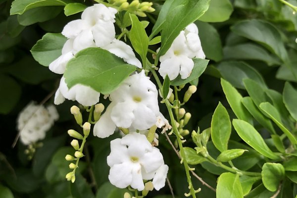 白い小花が好き の新着タグ記事一覧 Note つくる つながる とどける 白い小花が好き の新着タグ記事一覧 Note つくる つながる とどける