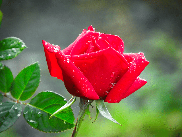 11 3 今日の花と猫 Kimuko Note