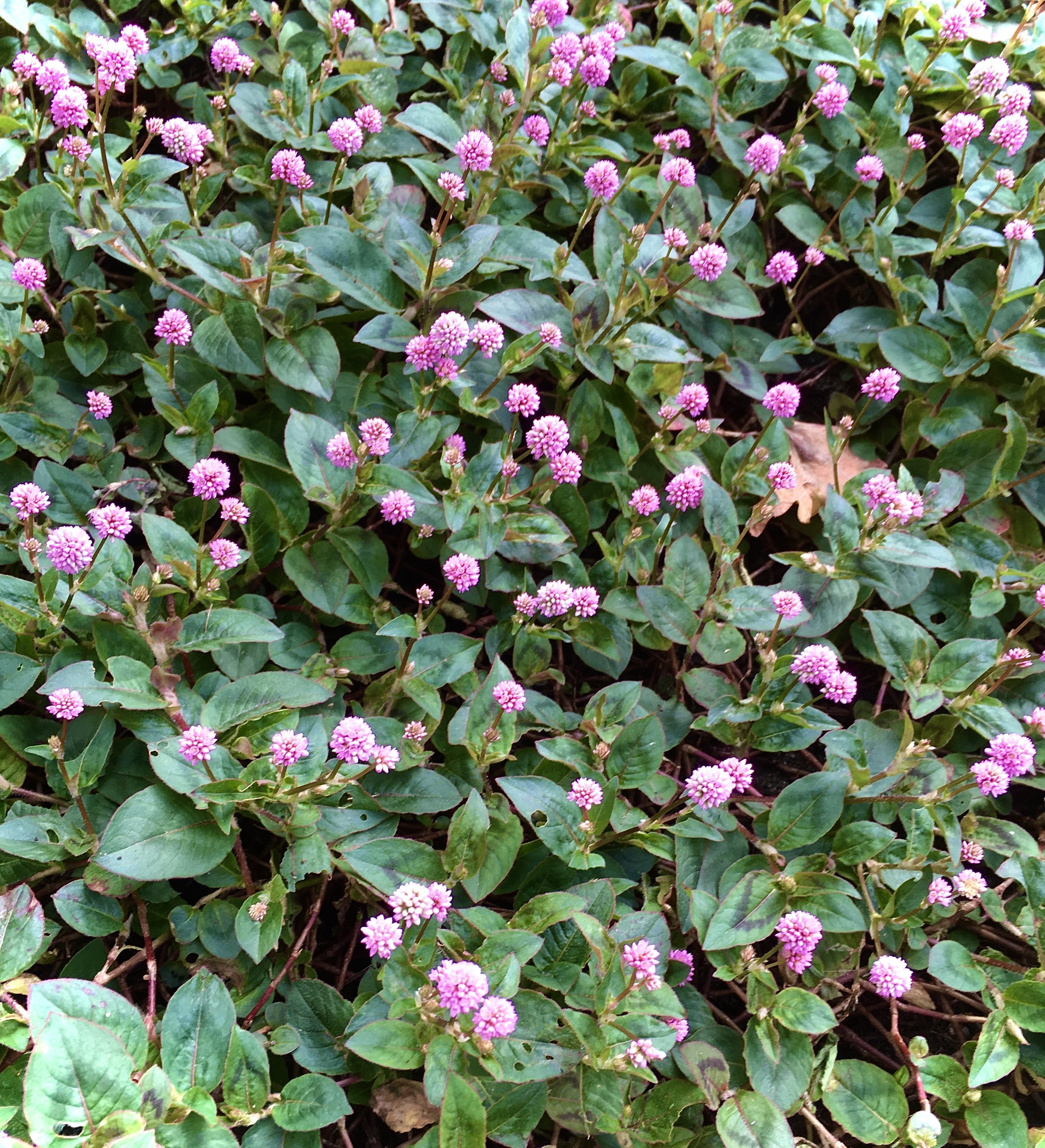植物 ヒメツルソバ 花言葉