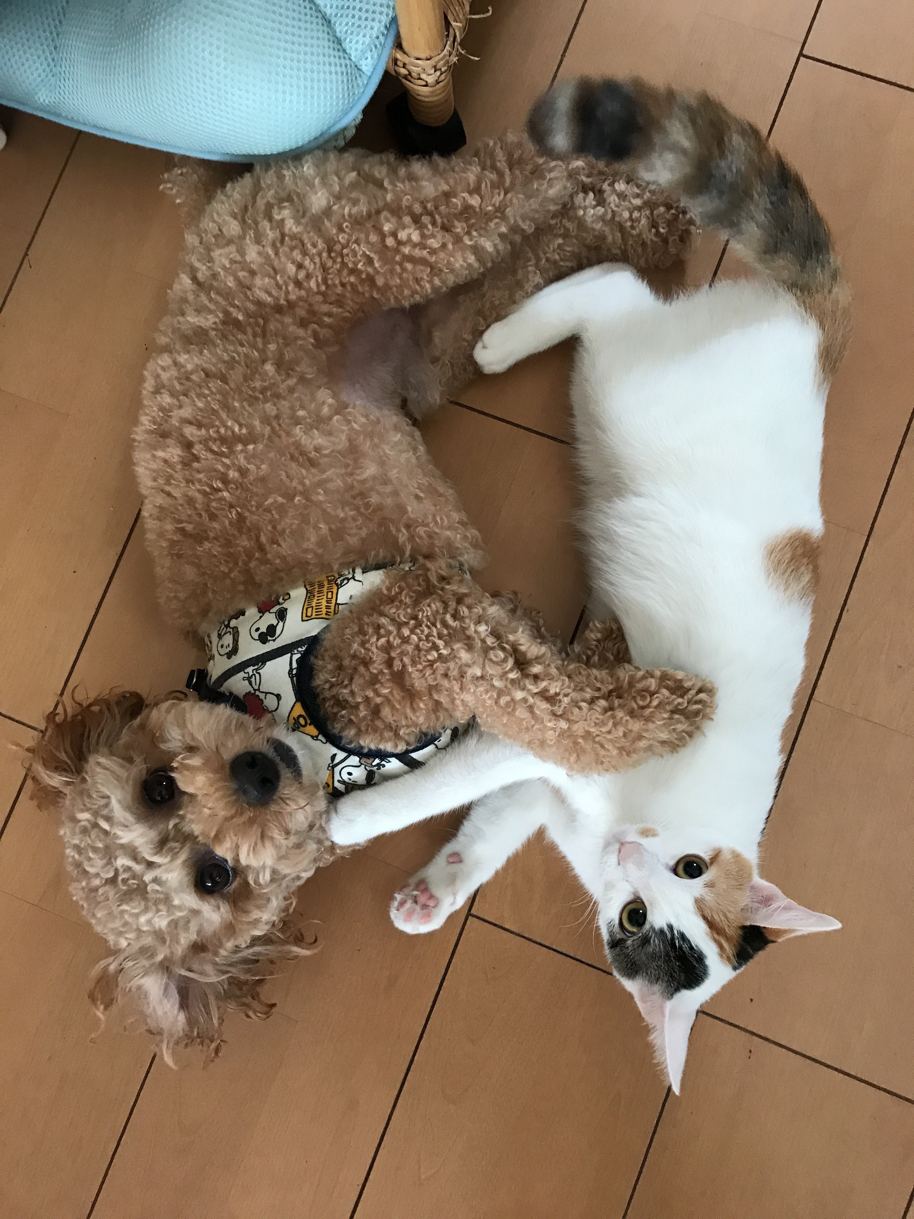 猫が好きな トイプードルのお写真 ココ次郎 Note 猫が好きな トイプードルのお写真 ココ次郎 Note