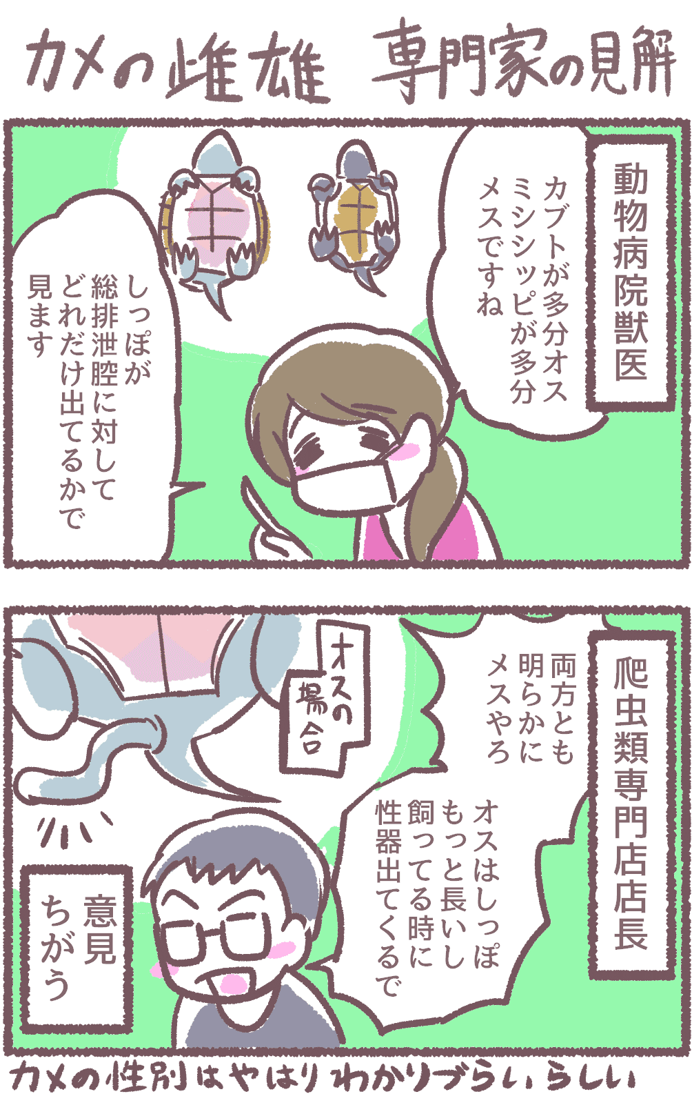 飼ってるカメの性別がわからないので専門家に聞いてみた あみあきひこ Note