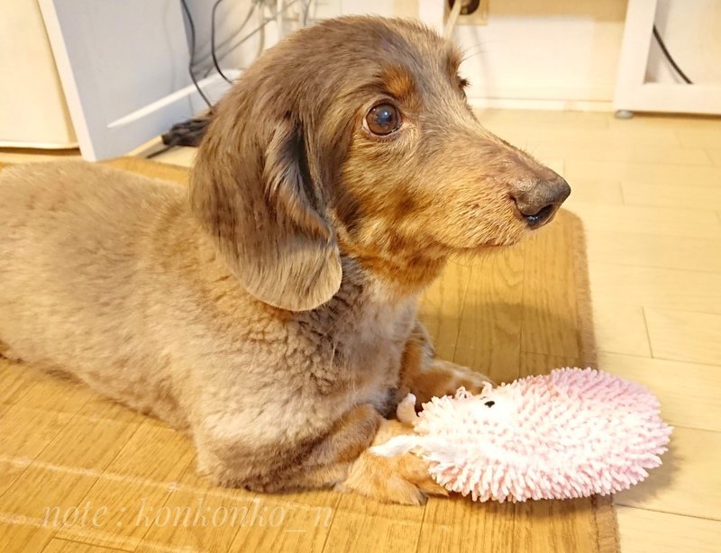 いぬかわいい の新着タグ記事一覧 Note つくる つながる とどける
