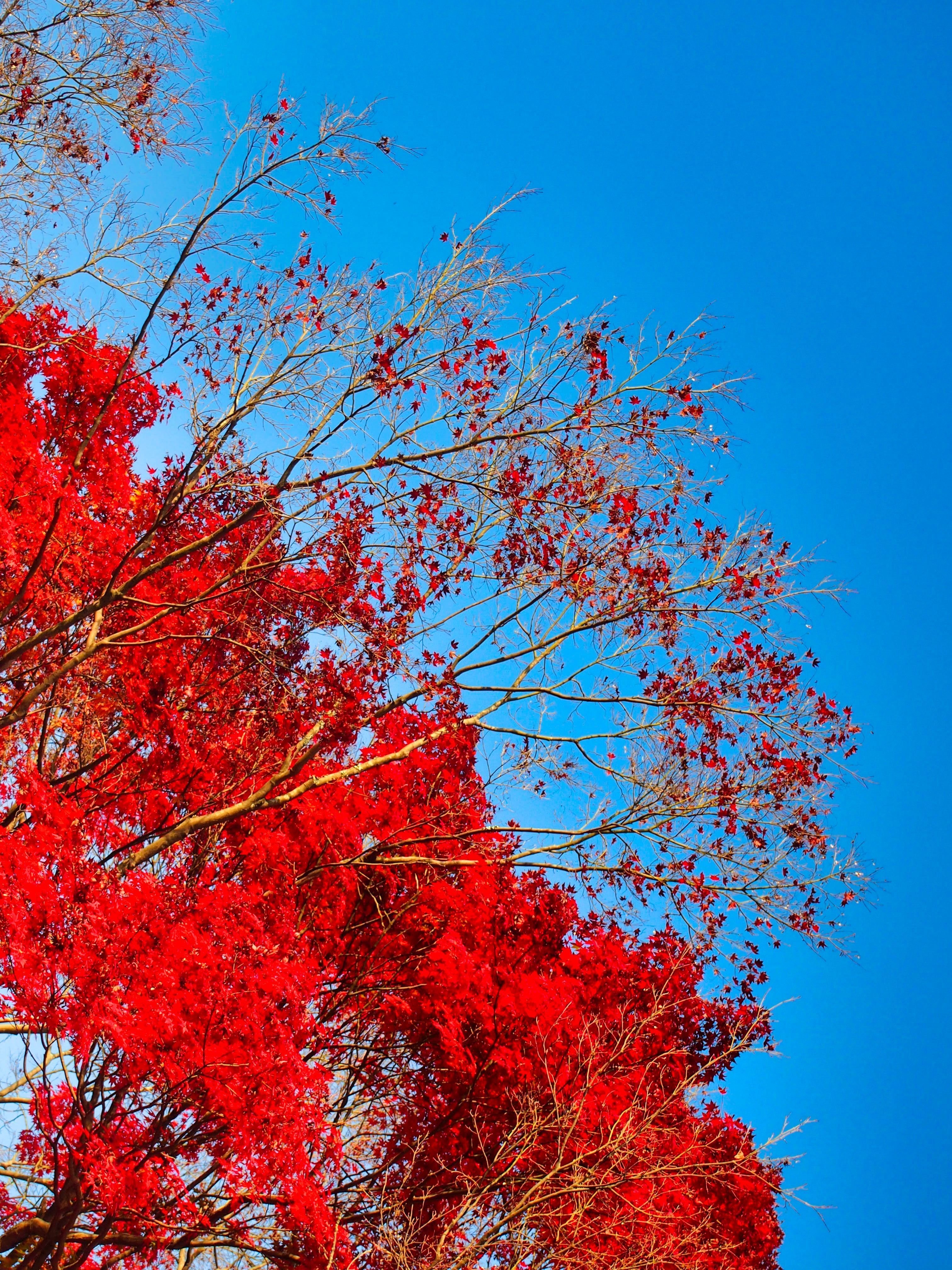 燃える紅葉 クロノツカヤ Note 燃える紅葉 クロノツカヤ Note