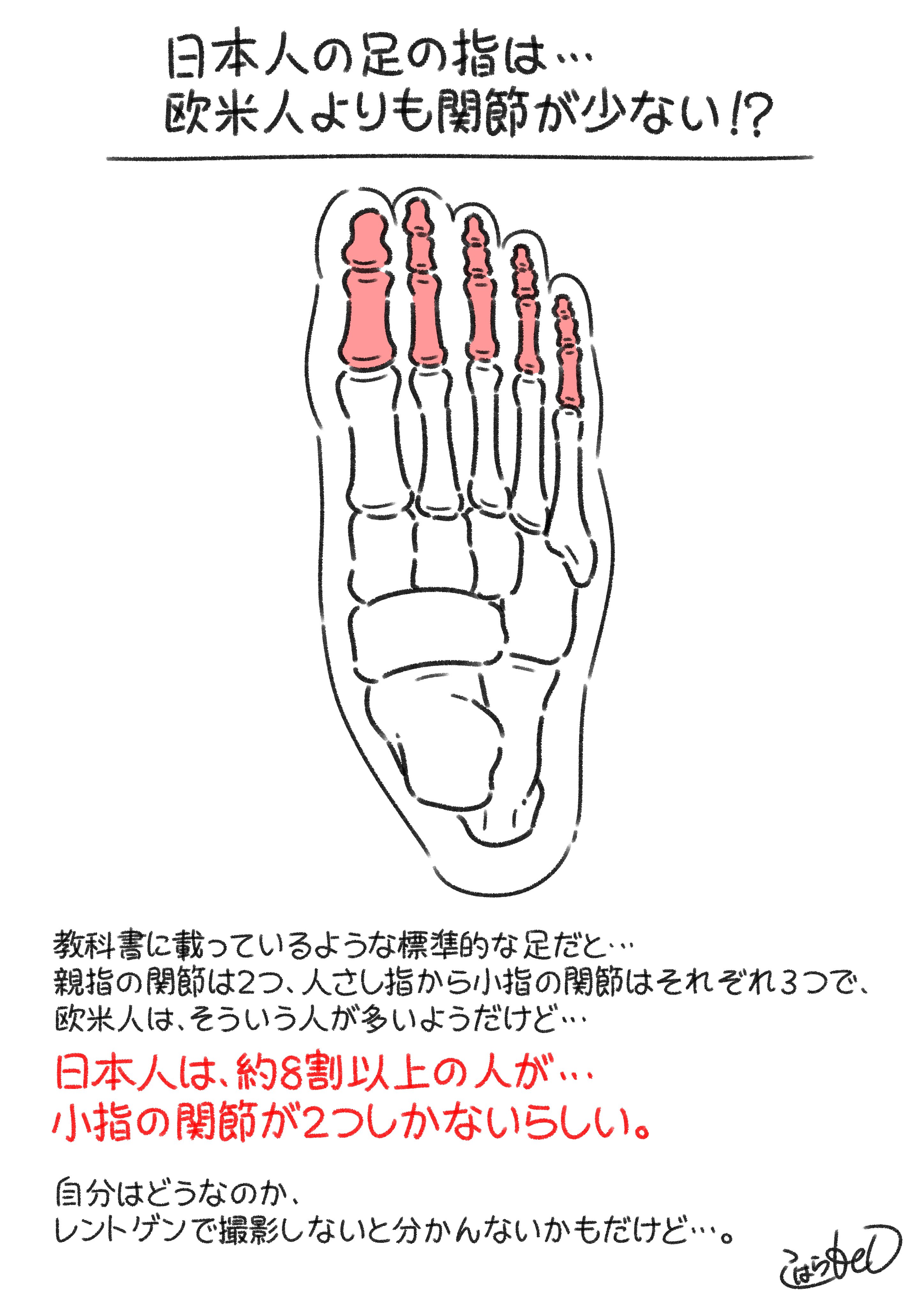 日本人の足の指は関節が少ない コハラモトシ Note