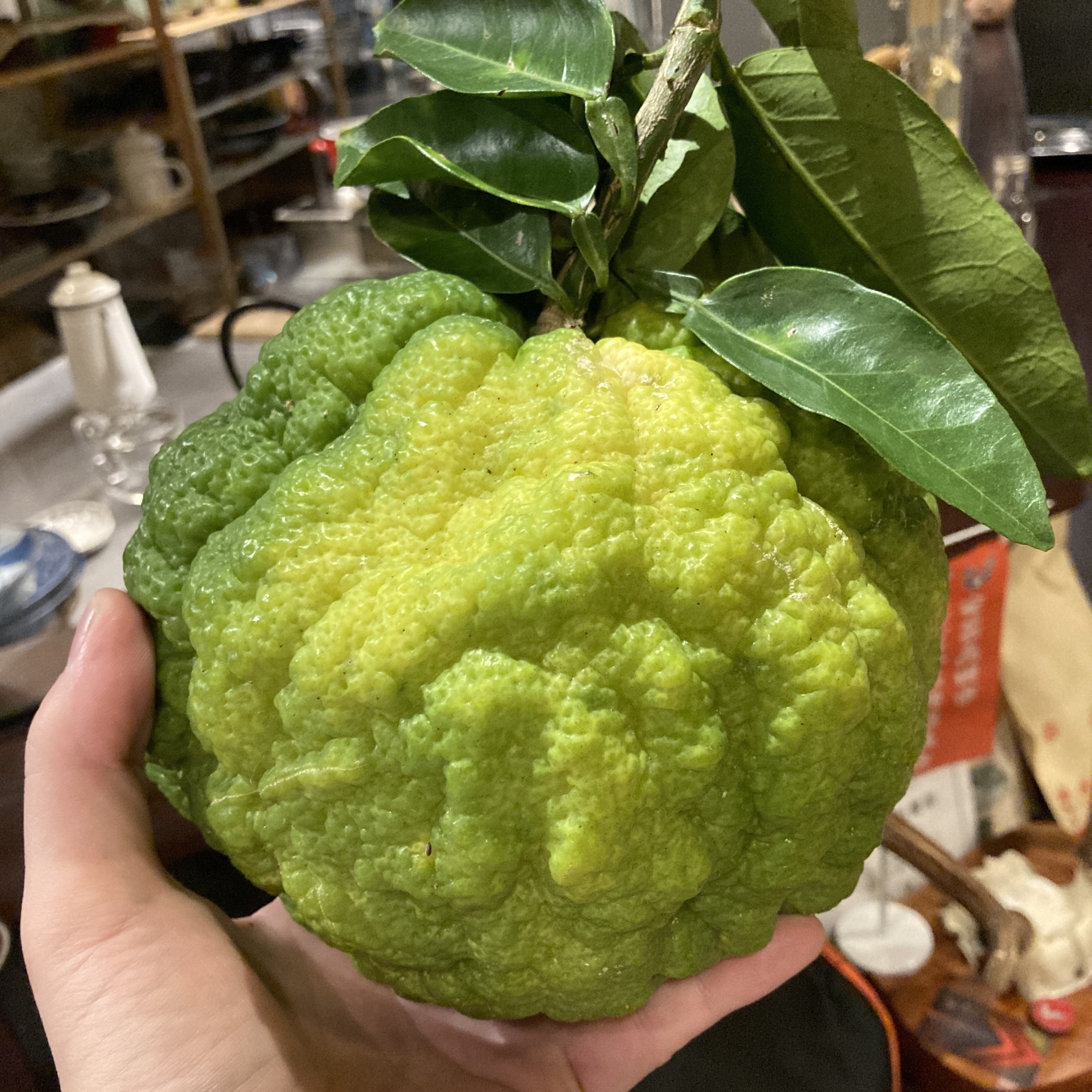 獅子ゆずの季節 京蒸 総料理長 山本里志 Note