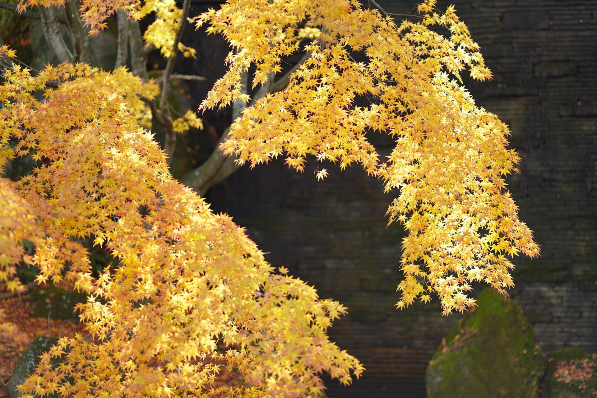 紅葉の光 黄色い葉と陽射し ゆたきち Note 紅葉の光 黄色い葉と陽射し ゆたきち Note
