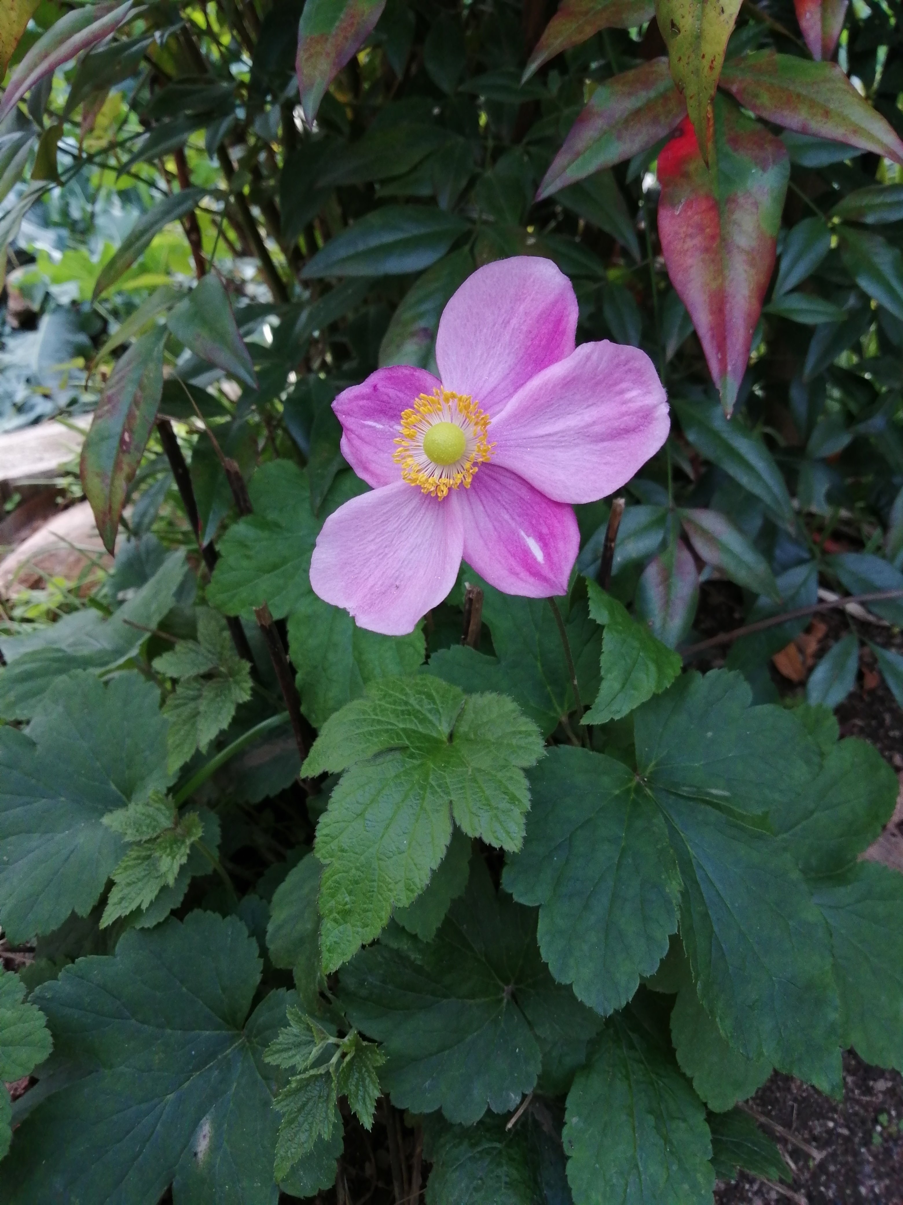 11 07 マイガーデン花日記 開花記録 メダカとガーデニング大好き Naturalife Note