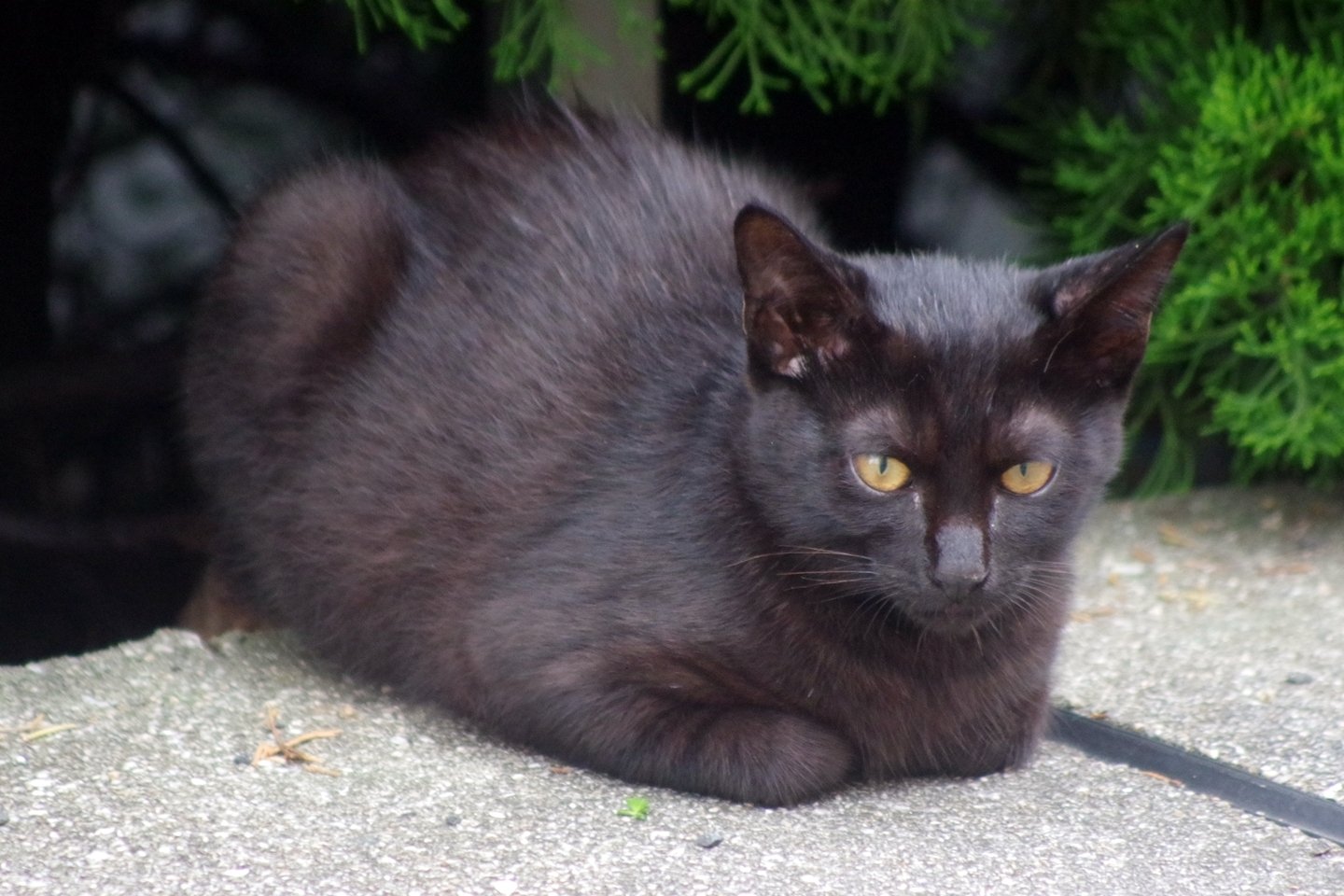 黒猫香箱座り 佐久間ディック Note 黒猫香箱座り 佐久間ディック Note