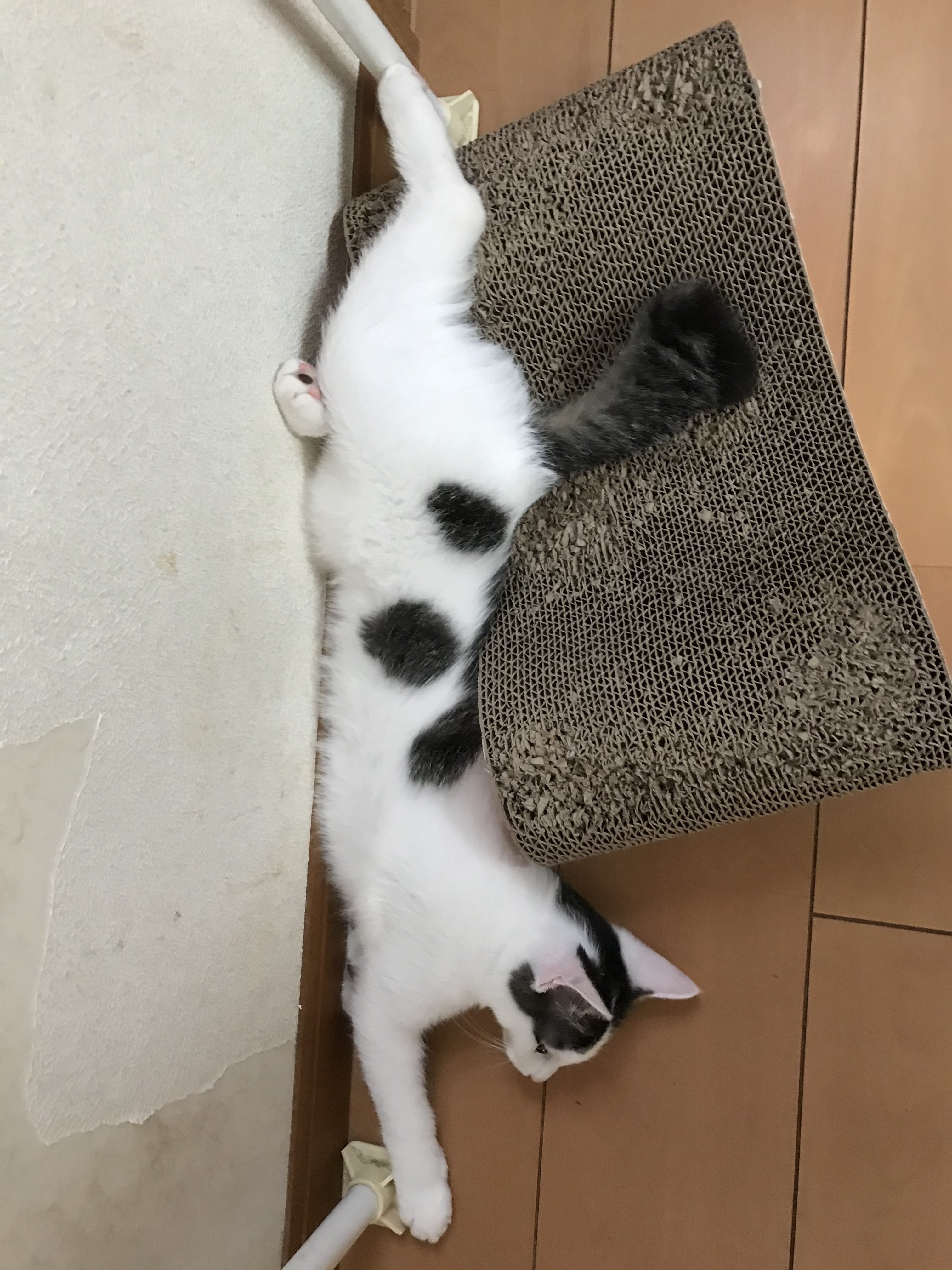 爆睡している飼い主を見おろす猫さん😸(猫のイラスト)|ココ次郎