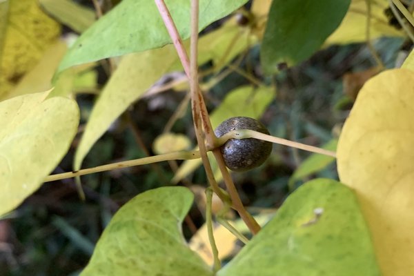 山芋の実 の新着タグ記事一覧 Note つくる つながる とどける 山芋の実 の新着タグ記事一覧 Note つくる つながる とどける