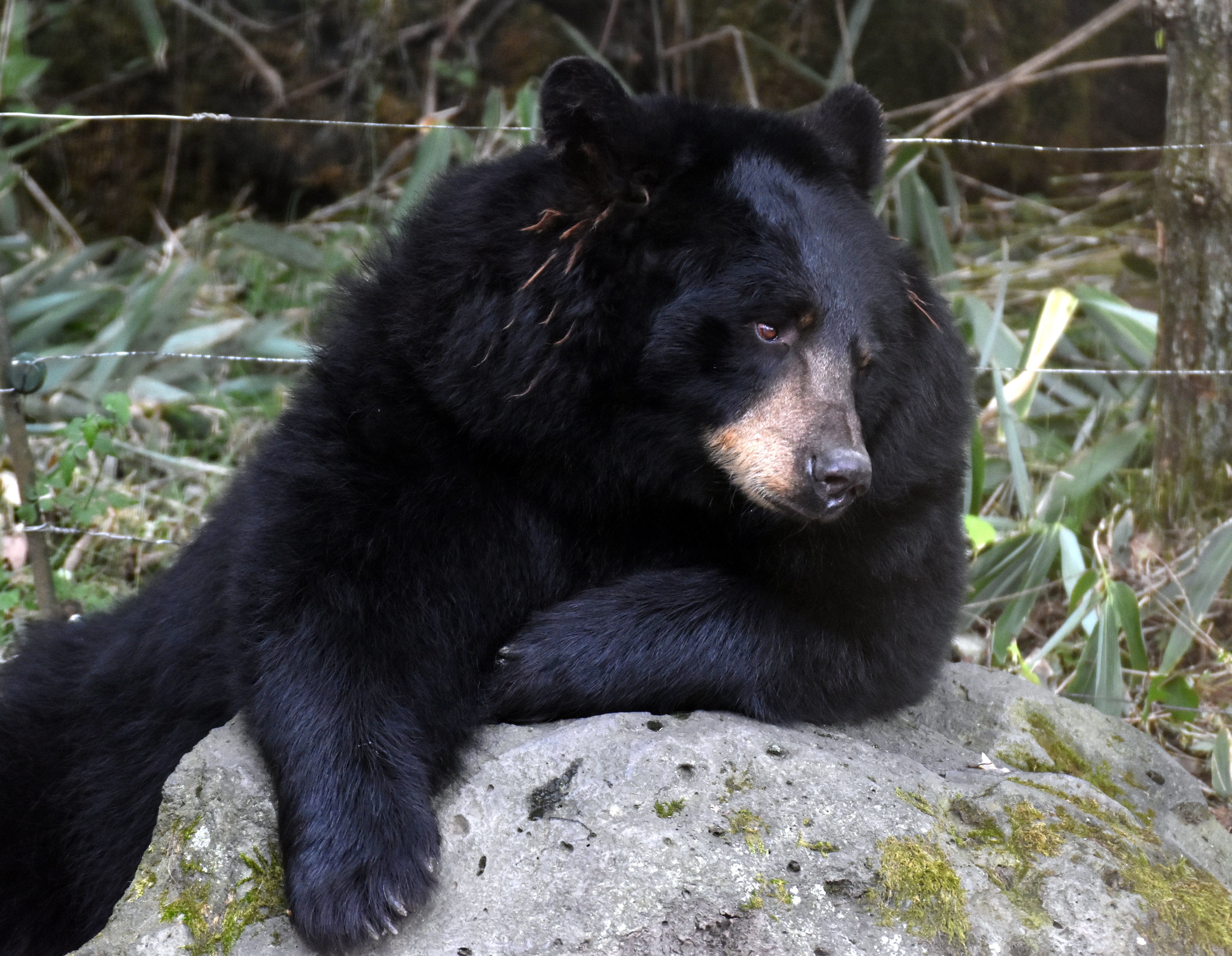 アメリカグマ 食肉目クマ科 Hirahiranote Note アメリカグマ 食肉目クマ科 Hirahiranote Note