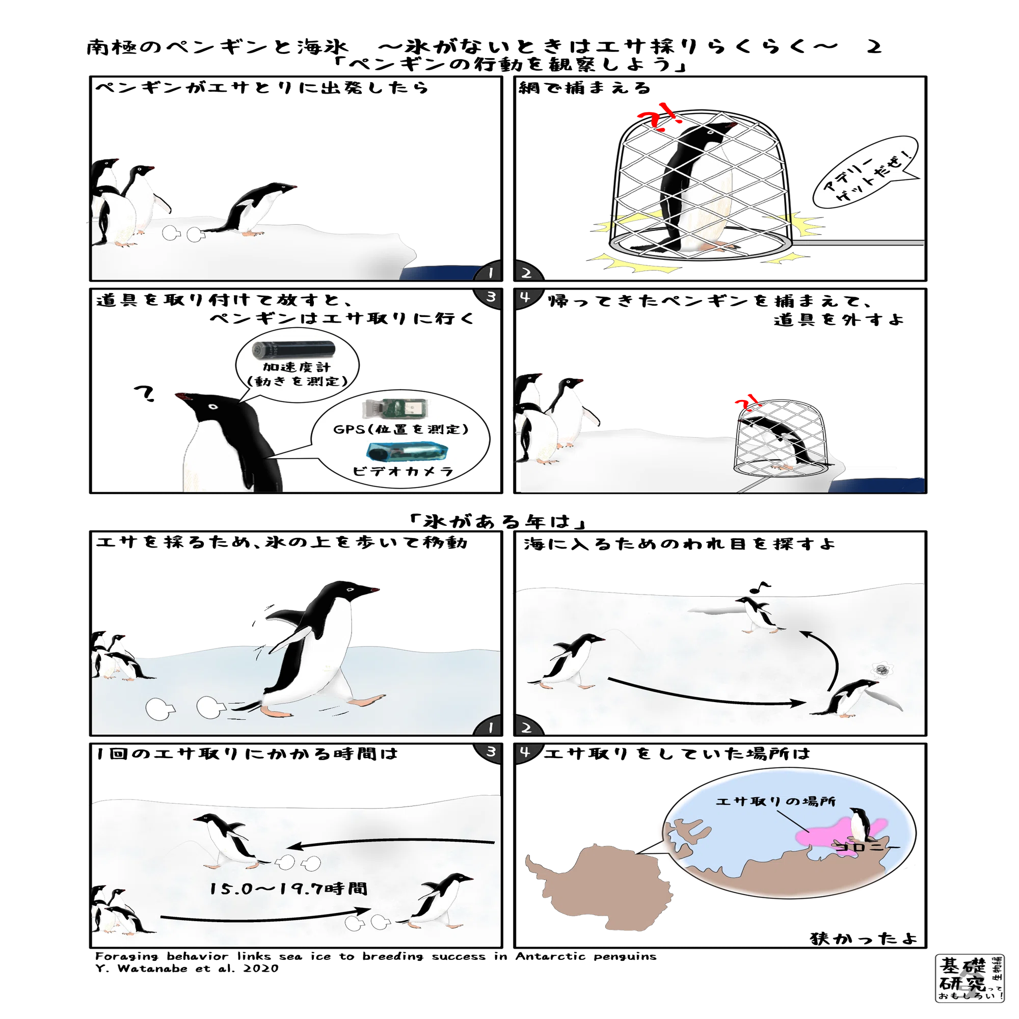 南極のペンギンと海氷 ～氷がないときはエサ採りらくらく～ 2｜かわい