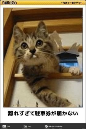 アライグマのイラストかきました ゆきっこ Note