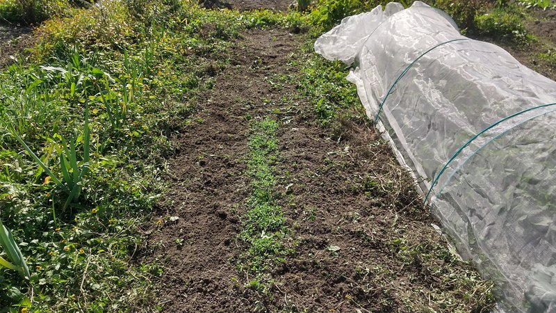 タマネギの植え付け。場所は2号地の一番東側でネギと葉物ミックスやゴボウを植えている畝の間の畝を使います。すでに真ん中にはクリムゾンクローバーとソラマメが播種済みで、その両脇のスペースを使用します。まずは植え付けるスペースの雑草を刈り。