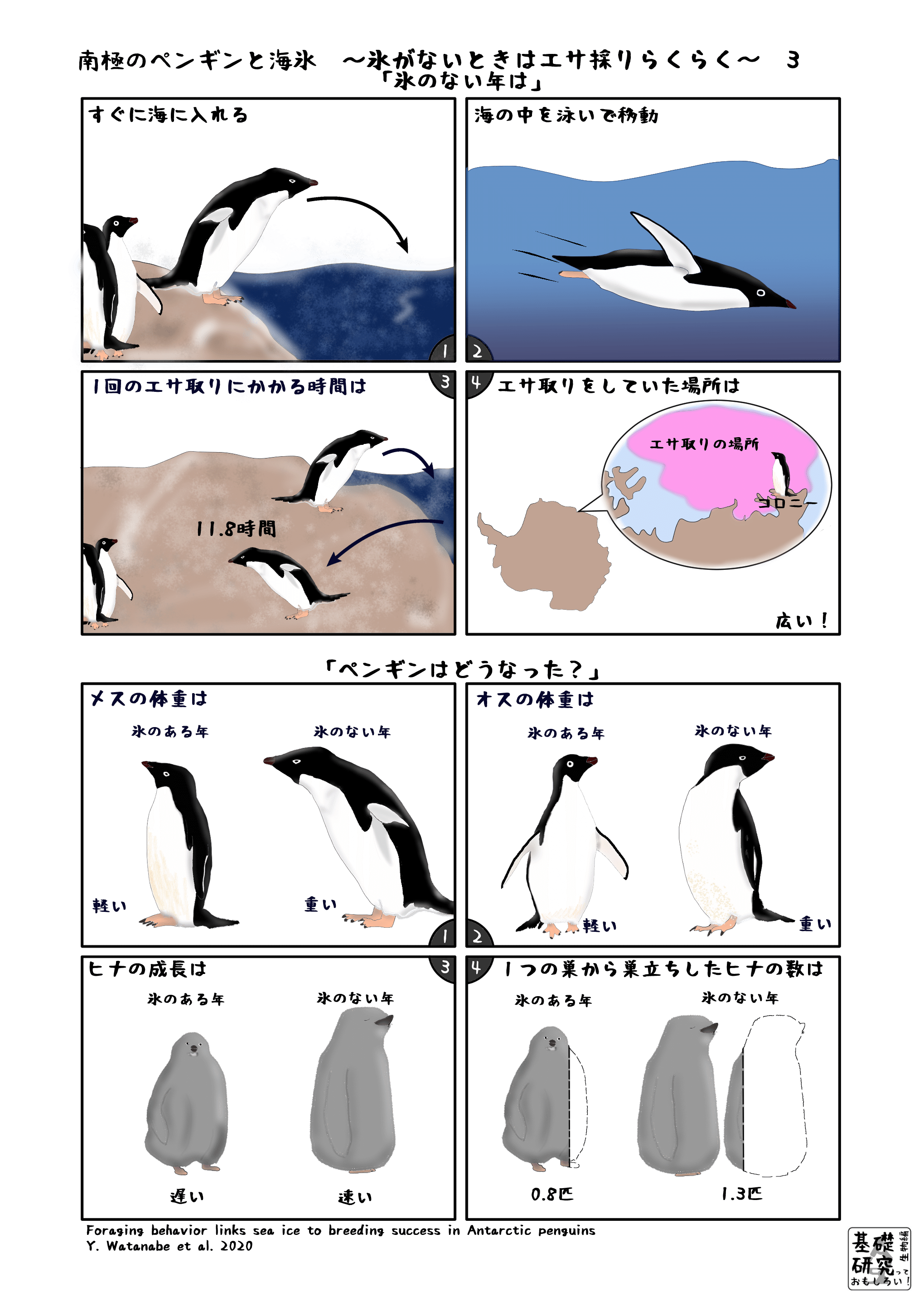 南極のペンギンと海氷 氷がないときはエサ採りらくらく 3 かわいせーざん 基礎研究っておもしろい 生物編 Note