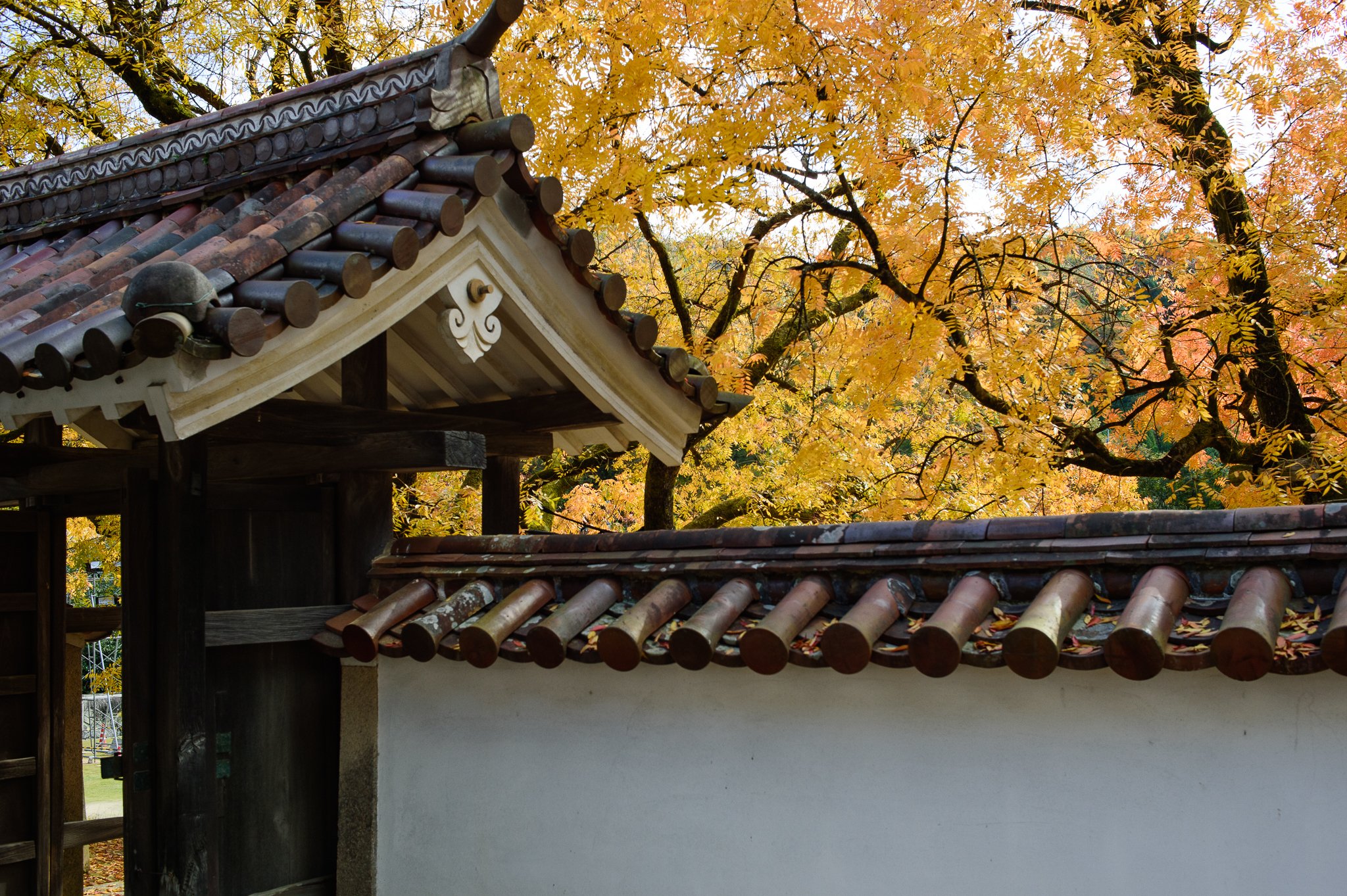 門と紅葉 Nikon Df Voightlader Ultron40mmf2 Yuta録 Note 門と紅葉 Nikon Df Voightlader Ultron40mmf2 Yuta録 Note