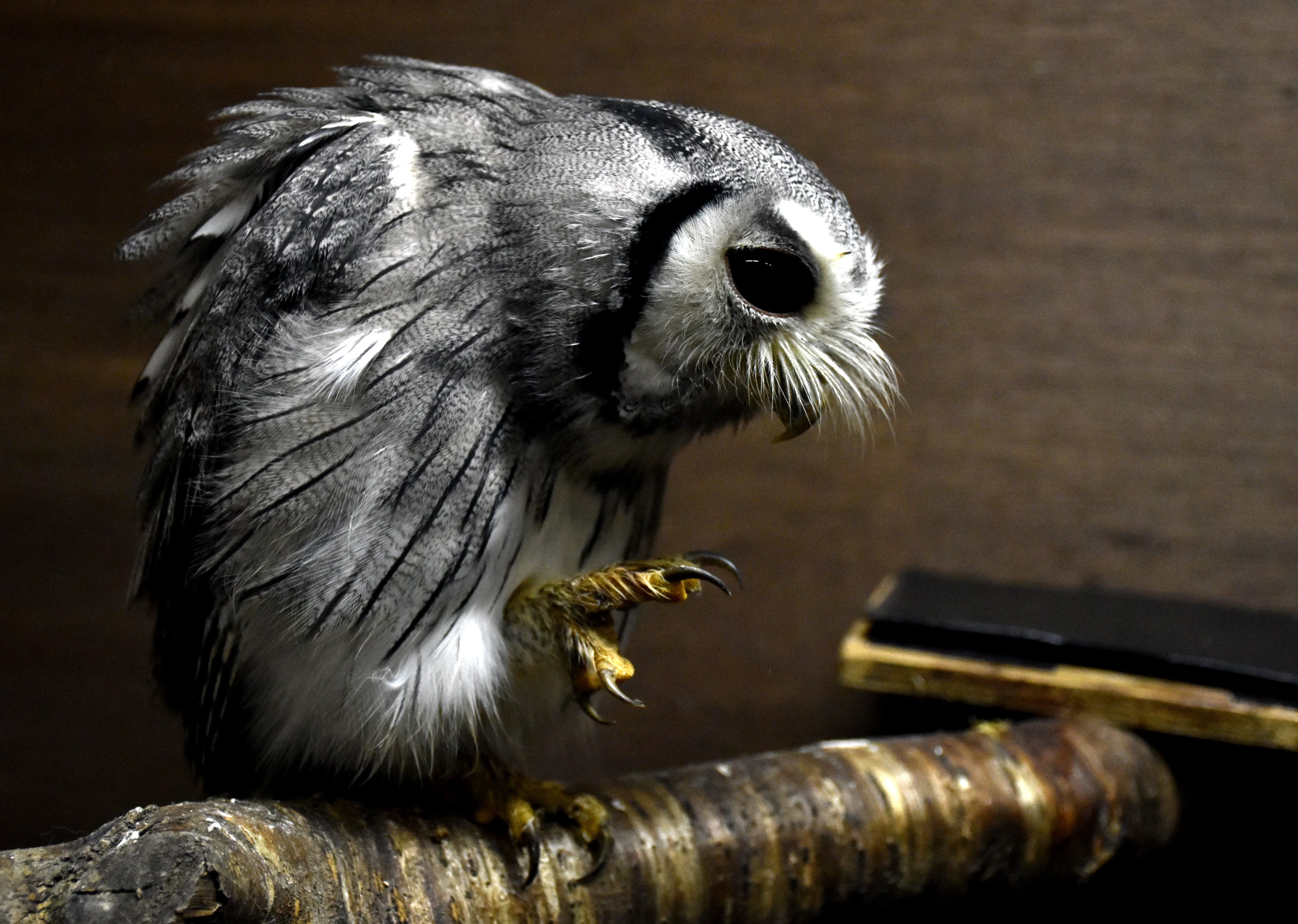 アフリカオオコノハズク フクロウ目フクロウ科 Hirahiranote Note