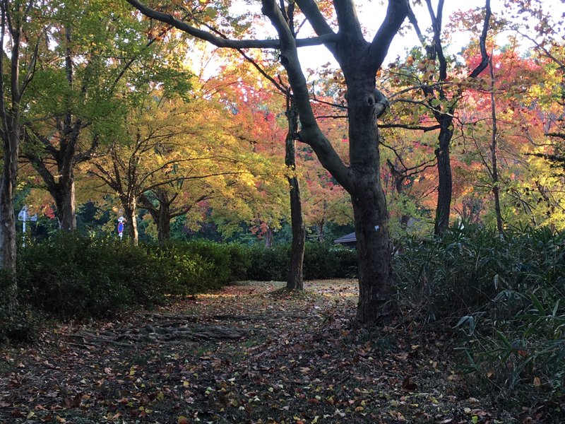 近所の公園