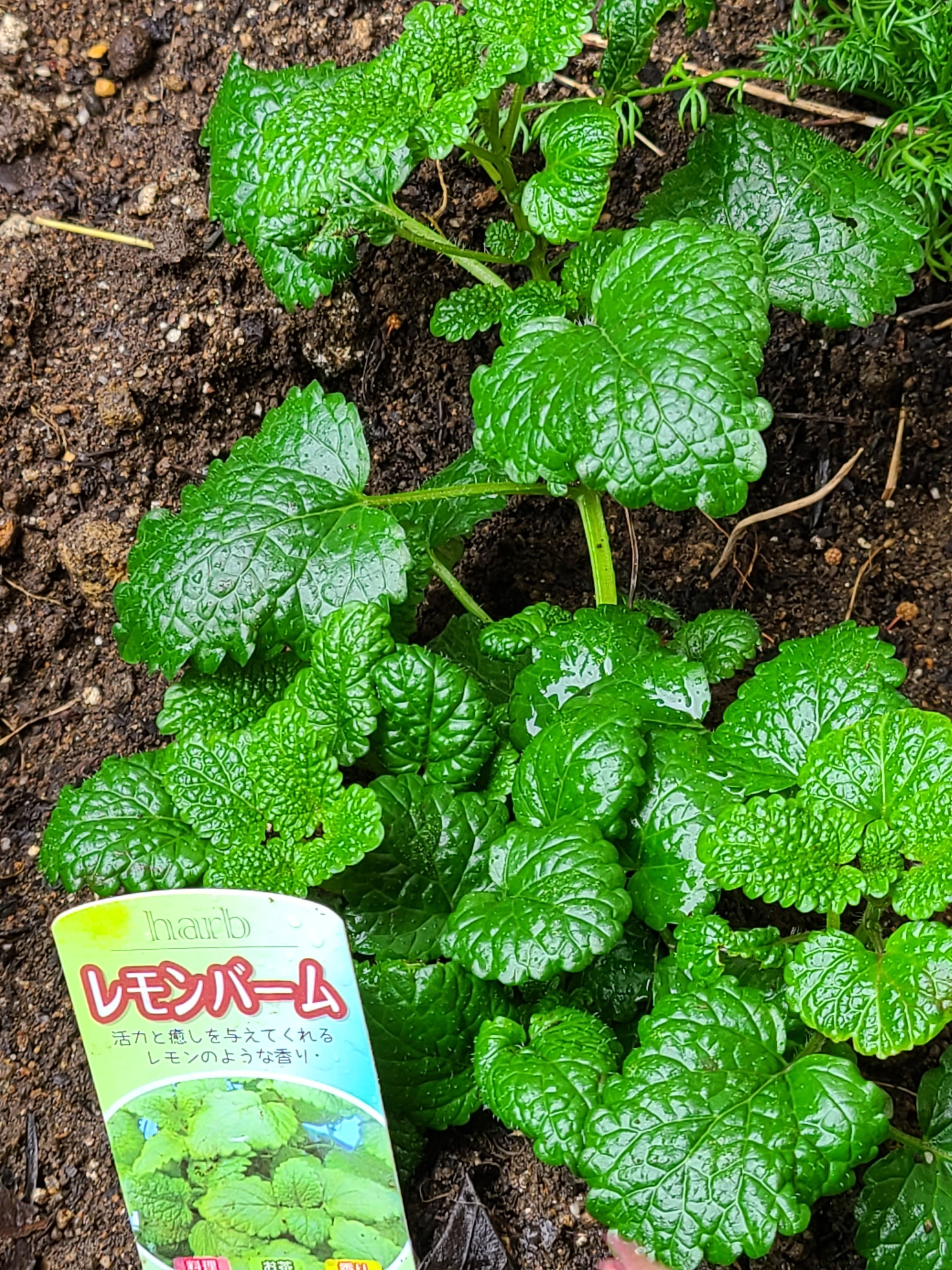 家の花壇 ハーブガーデン 白楽花園のビオラ サカタのタネのハーブ たちです ビオラの間に 原始チューリップ球根も 植えました 暁雪 Note 家の花壇 ハーブガーデン 白楽花園のビオラ サカタのタネのハーブ たちです ビオラの間に 原始チューリップ球根も 植えました 暁雪 Note