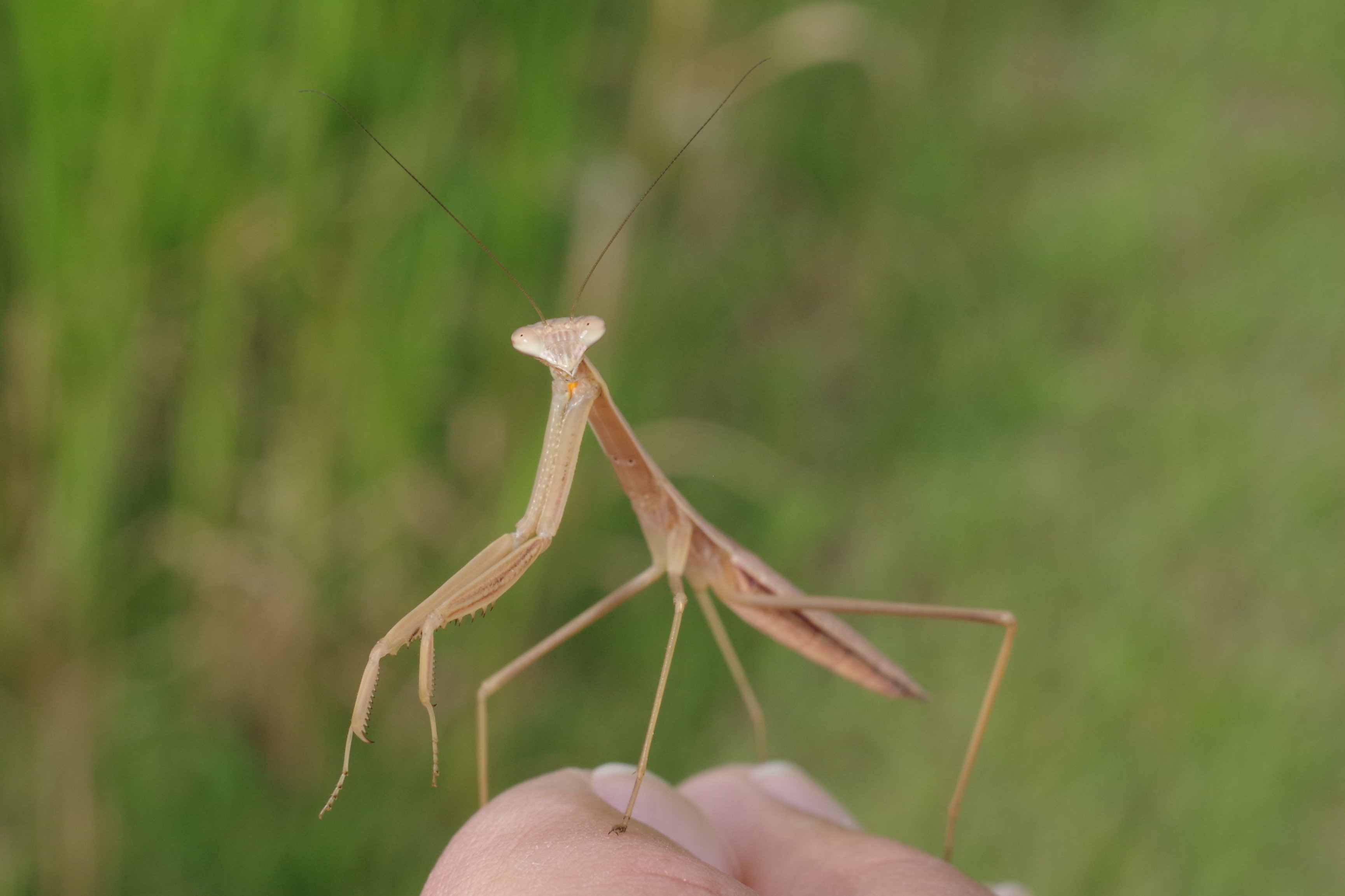 踊る カマキリの幼虫 虫撮り さやくもさしすせそ Note 踊る カマキリの幼虫 虫撮り さやくもさしすせそ Note
