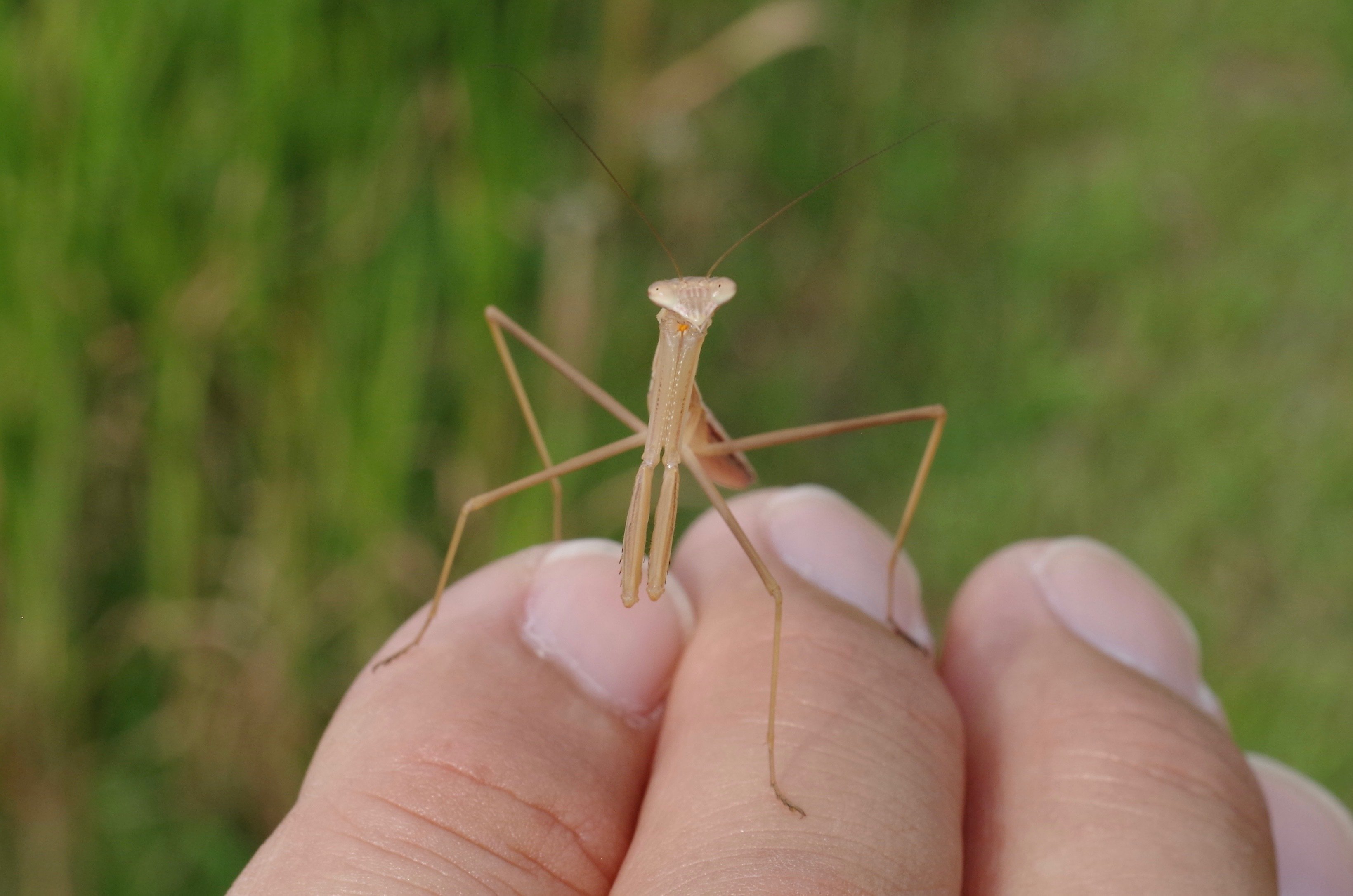 踊る カマキリの幼虫 虫撮り さやくもさしすせそ Note