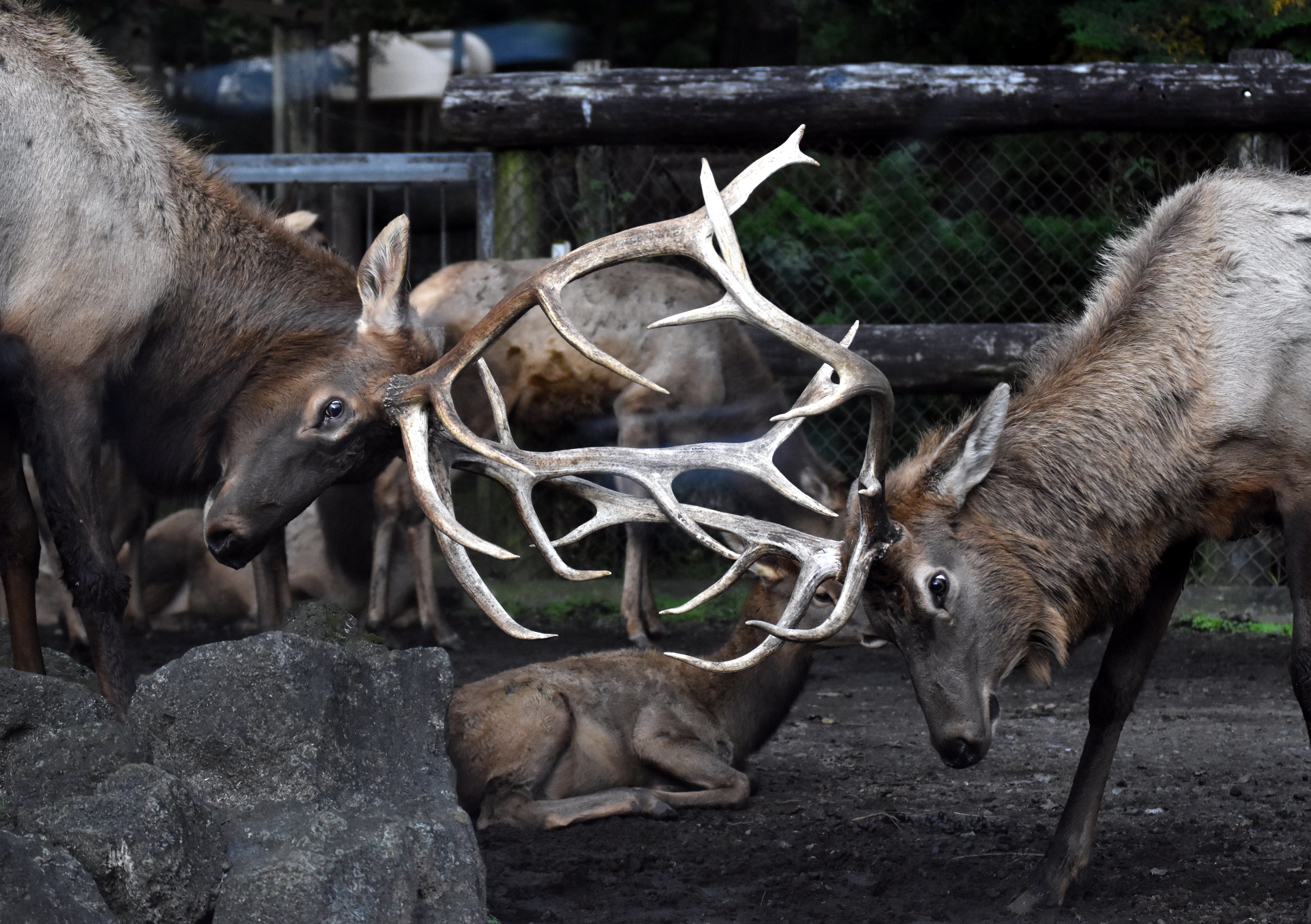 ワピチ 鯨偶蹄目シカ科 Hirahiranote Note