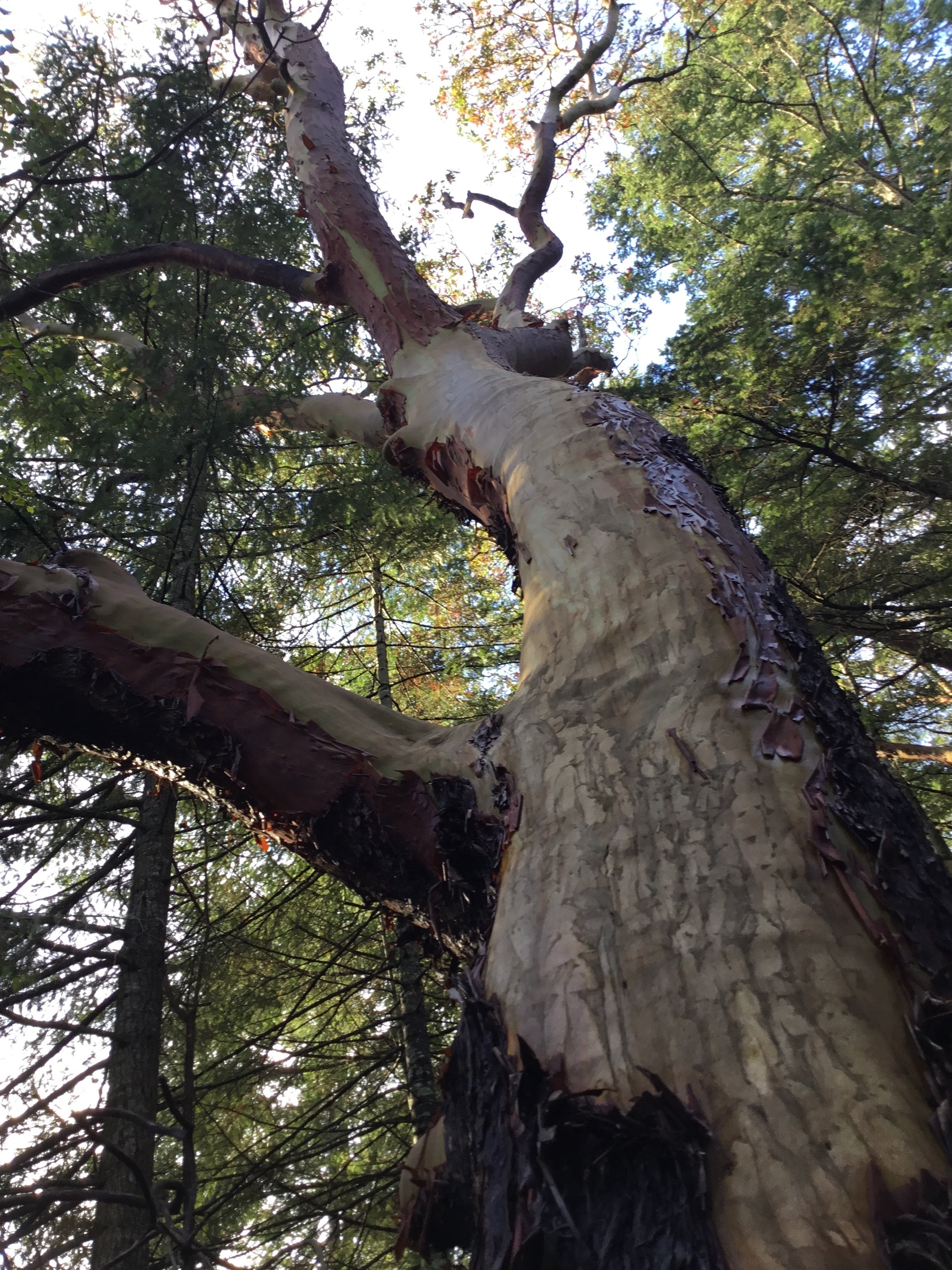 アビュータスの世界 Peregrine Note