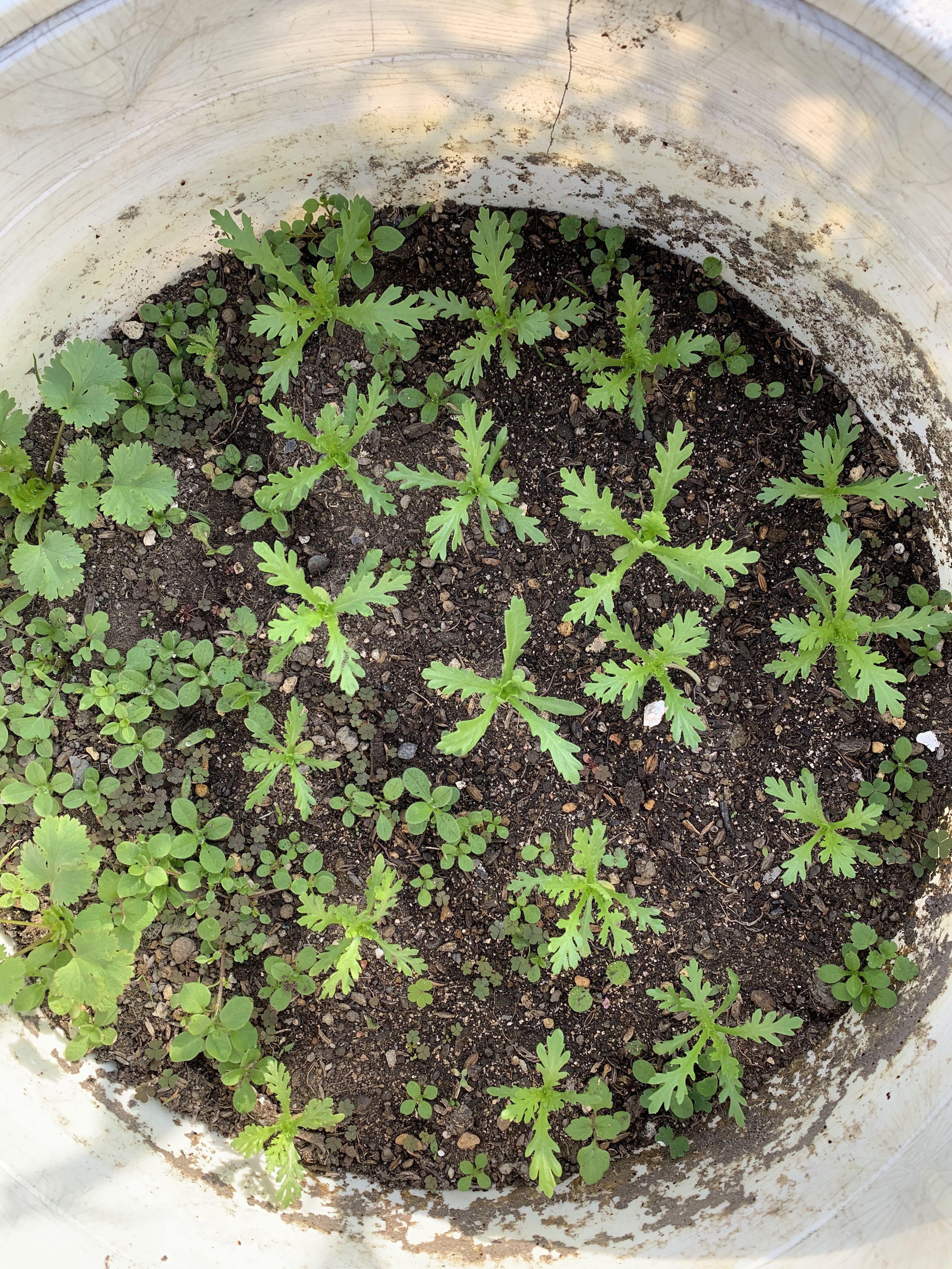 自宅のルーフバルコニーの入れ替え時期です 最近ではタネから作ってます ぱんやnico 小さなパン屋 Note