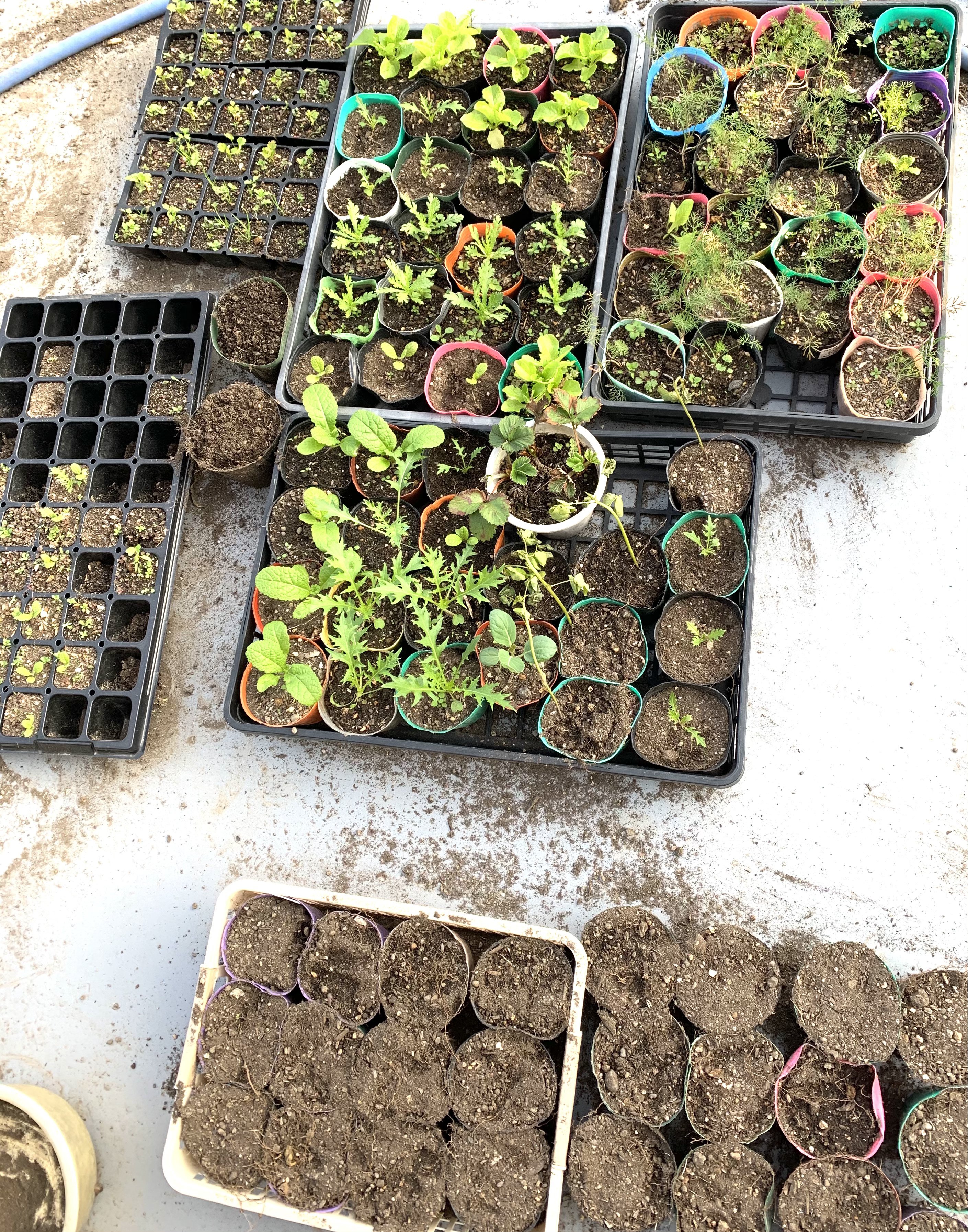 自宅のルーフバルコニーの入れ替え時期です 最近ではタネから作ってます ぱんやnico 小さなパン屋 Note