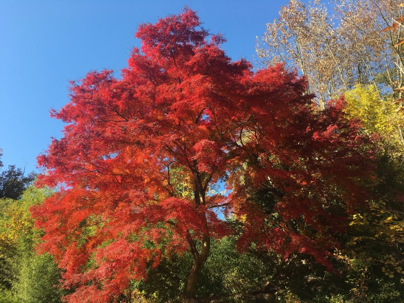 岐阜県土岐市、中馬街道、曽木公園の紅葉です。