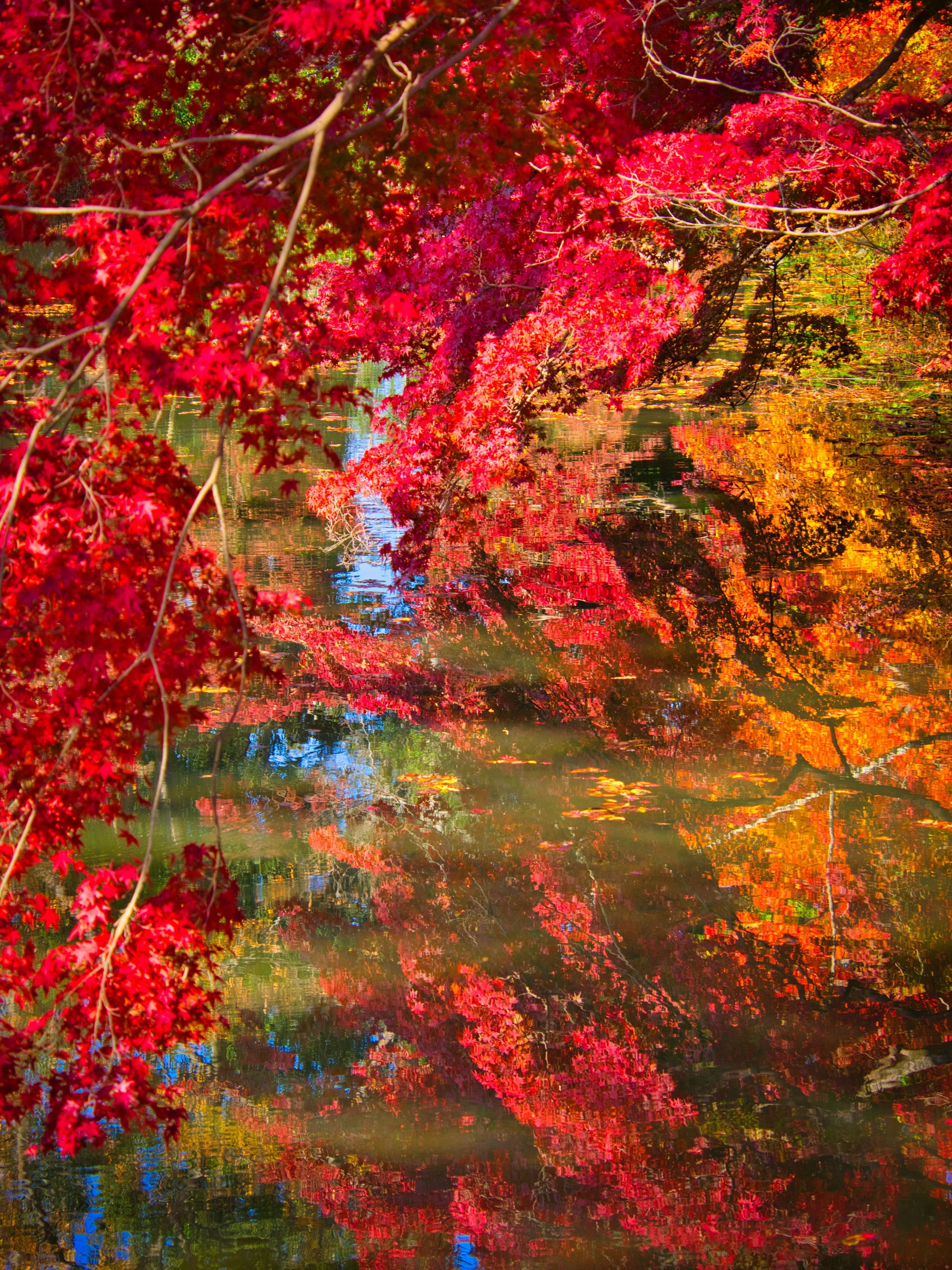 一面の紅葉 クロノツカヤ Note 一面の紅葉 クロノツカヤ Note