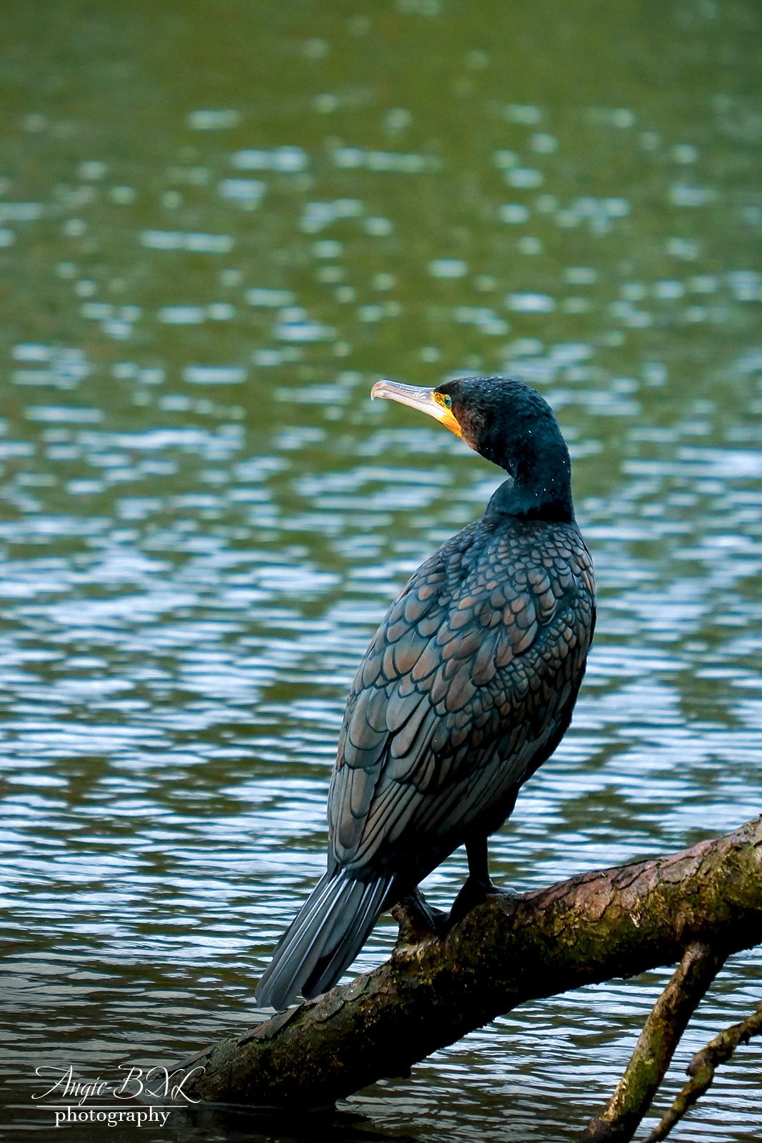 鵜の目 Angie Bxl Note