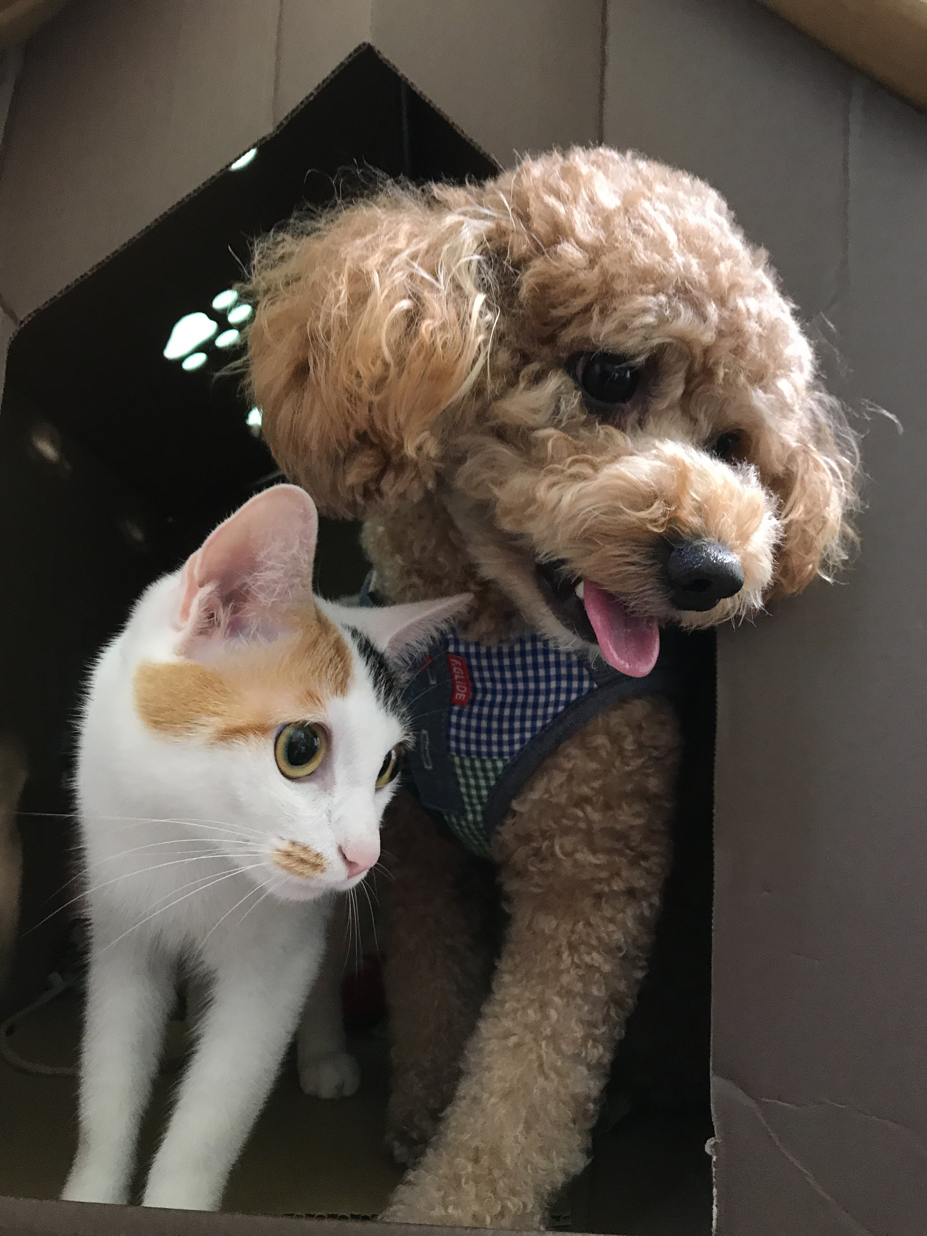 きゃわいー トイプードル と 猫 の 写真 ココ次郎 Note きゃわいー トイプードル と 猫 の 写真 ココ次郎 Note