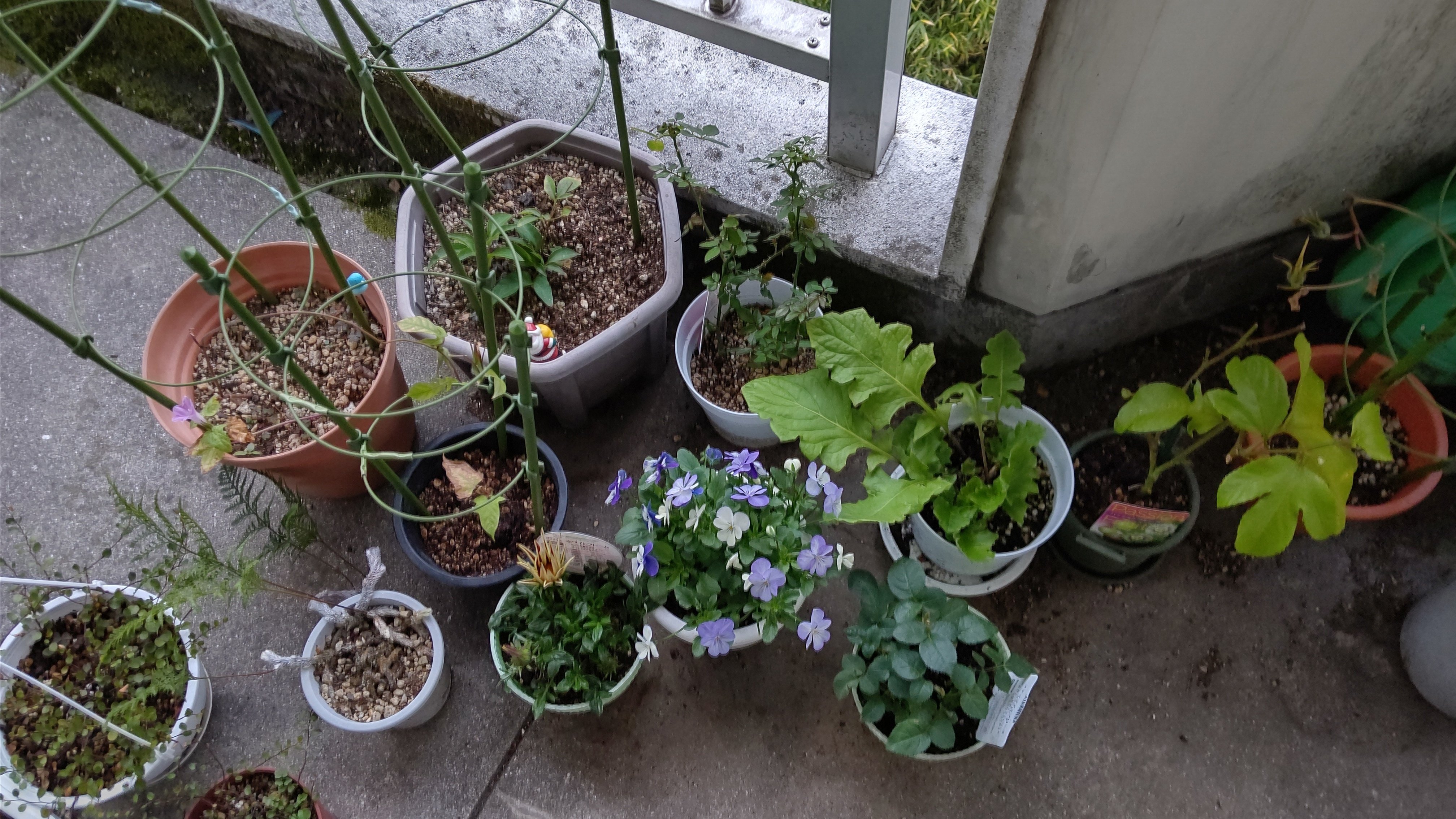 あさがお観察日記 植えてから194日目と77日目と69日目 もなちん ぶんちょと鸚哥のカイヌシ Note