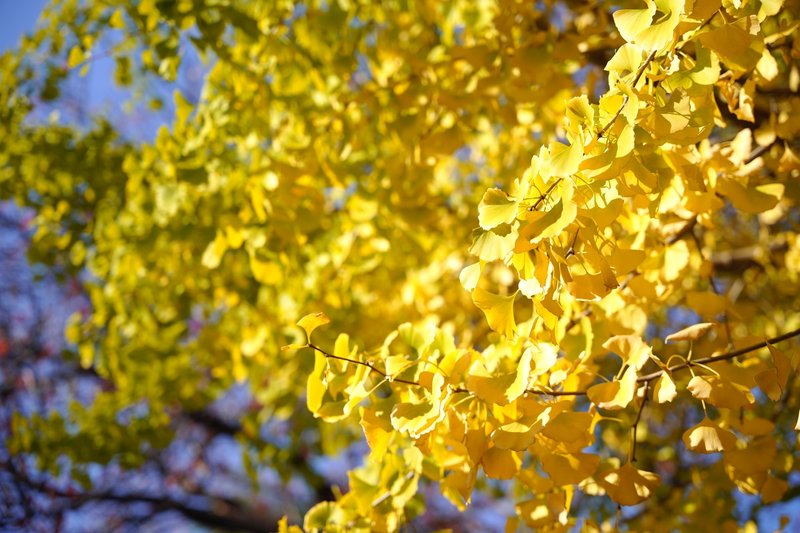 秋の朝にて。びっくりするほど鮮やかな黄色
