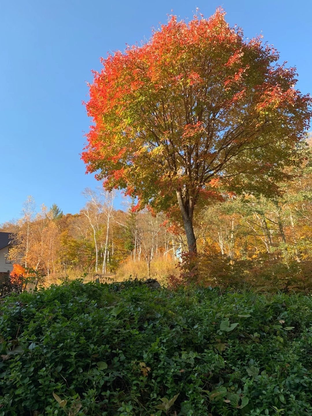 写真を油絵に加工 インスタ映えしそう Yui Note