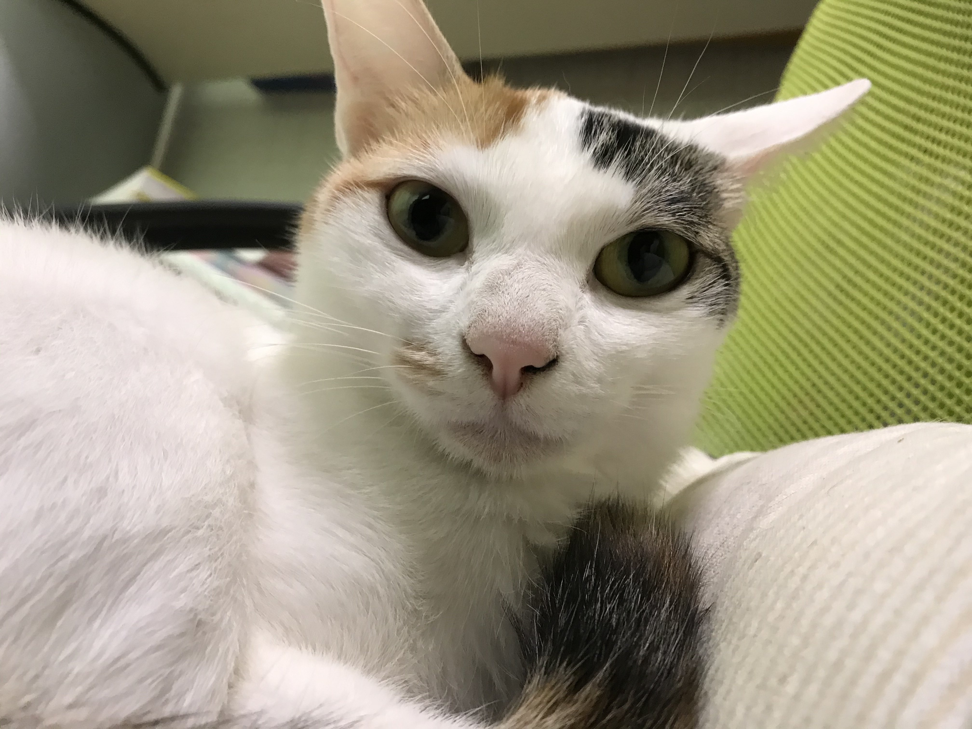 機嫌が 悪そうな 顔した 猫だが いがいと可愛い イラスト ココ次郎 Note 機嫌が 悪そうな 顔した 猫だが いがいと可愛い イラスト ココ次郎 Note