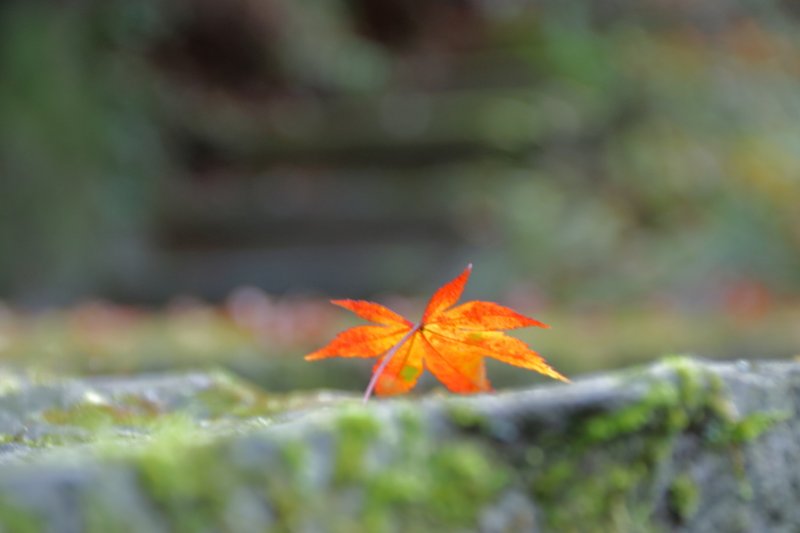 この紅い色で、温められたら。