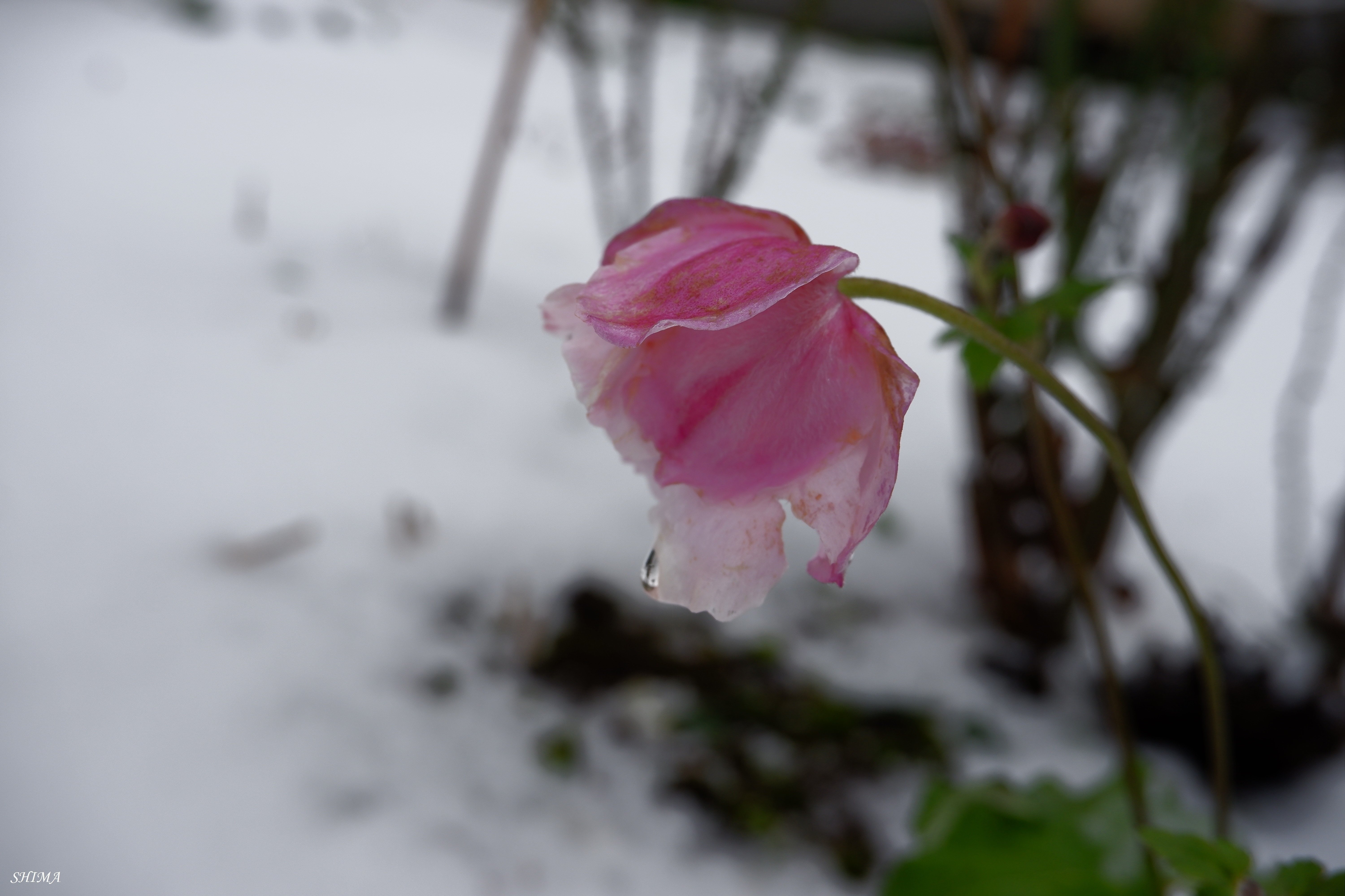あられと雪と花 しま Note あられと雪と花 しま Note