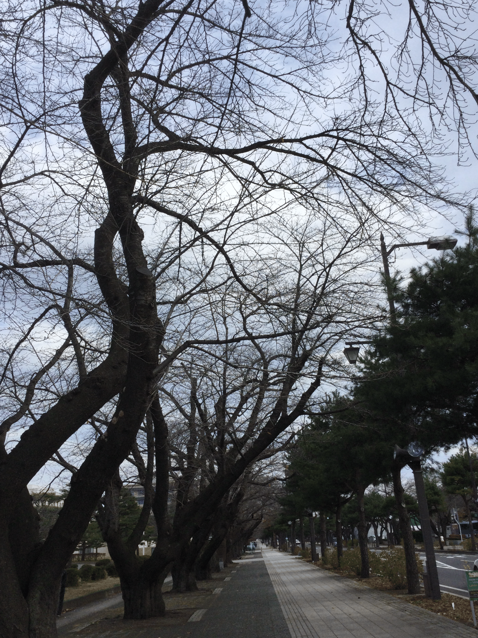 十和田市官庁街通り 秋の終わりに もも Note