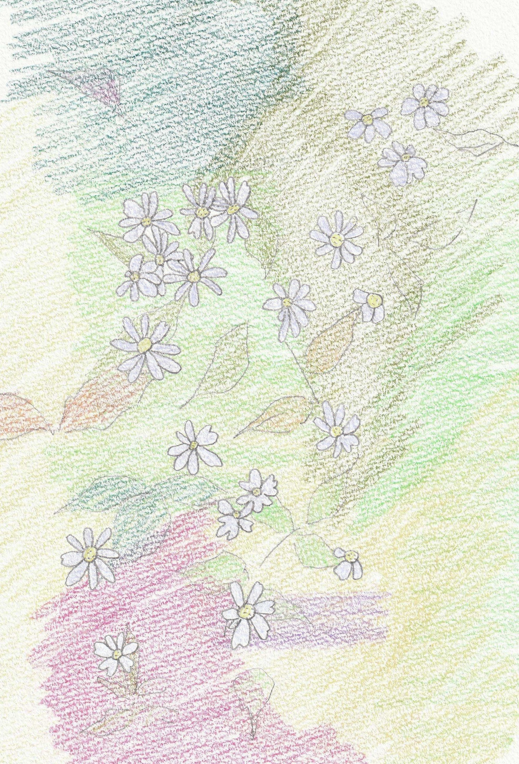 野紺菊 森野なか Note 野紺菊 森野なか Note