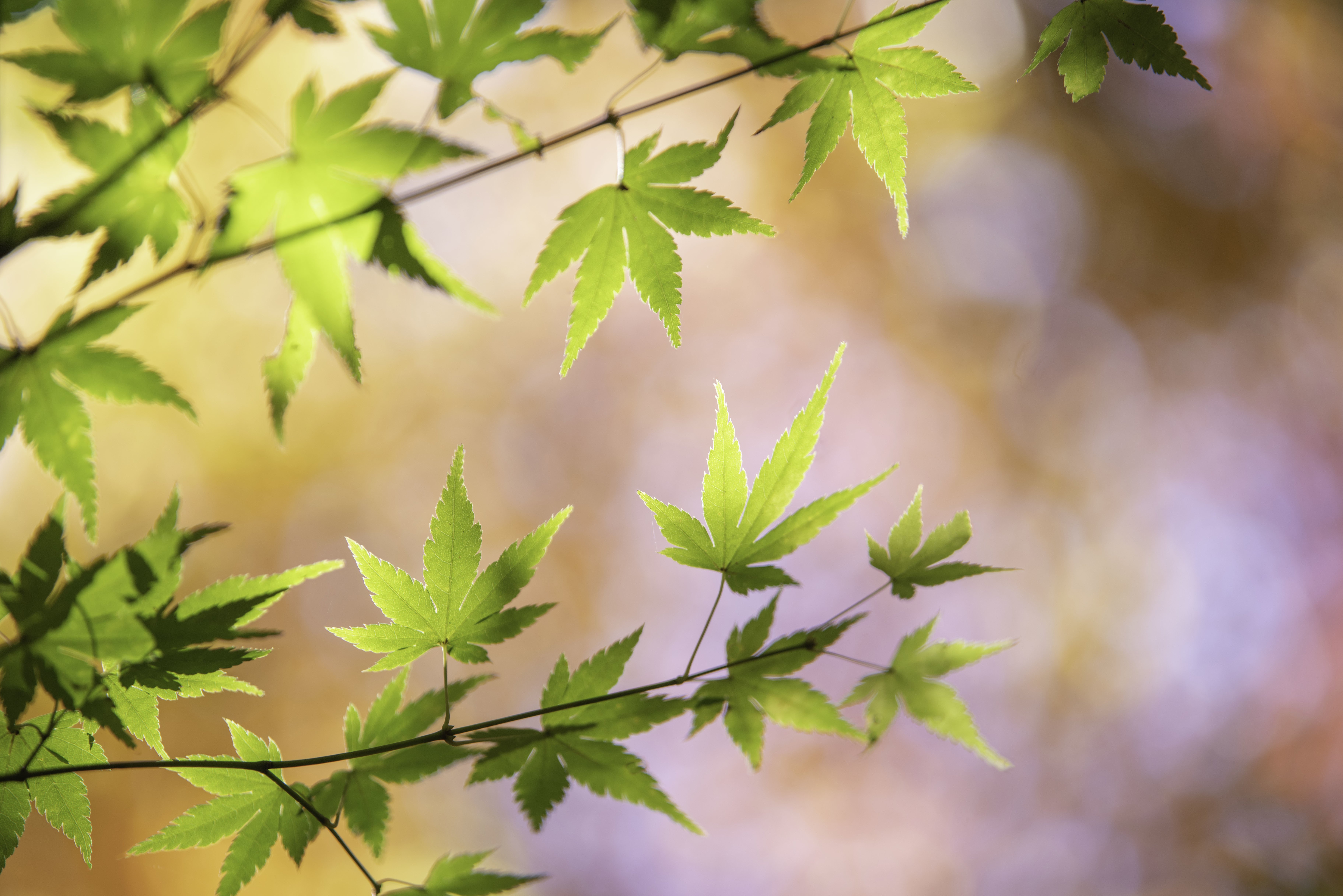 年の紅葉 コノハ 写真と言葉 Note