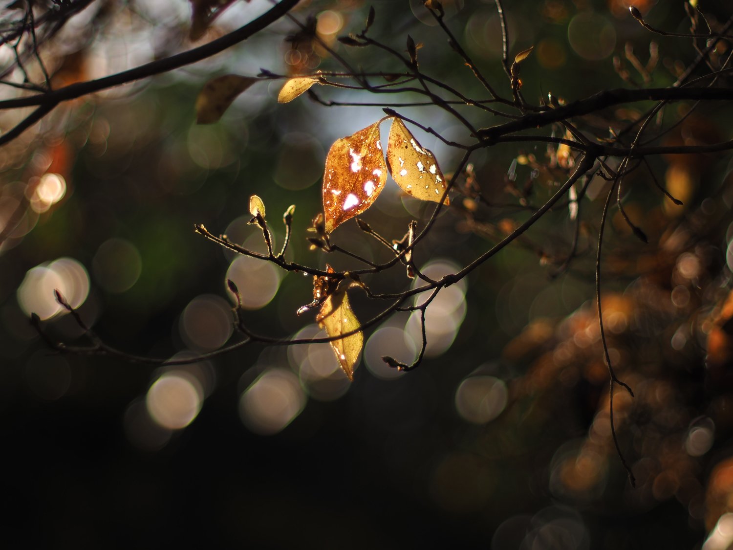 Autumn Leaves いつもの森 毒多 Note Autumn Leaves いつもの森 毒多 Note