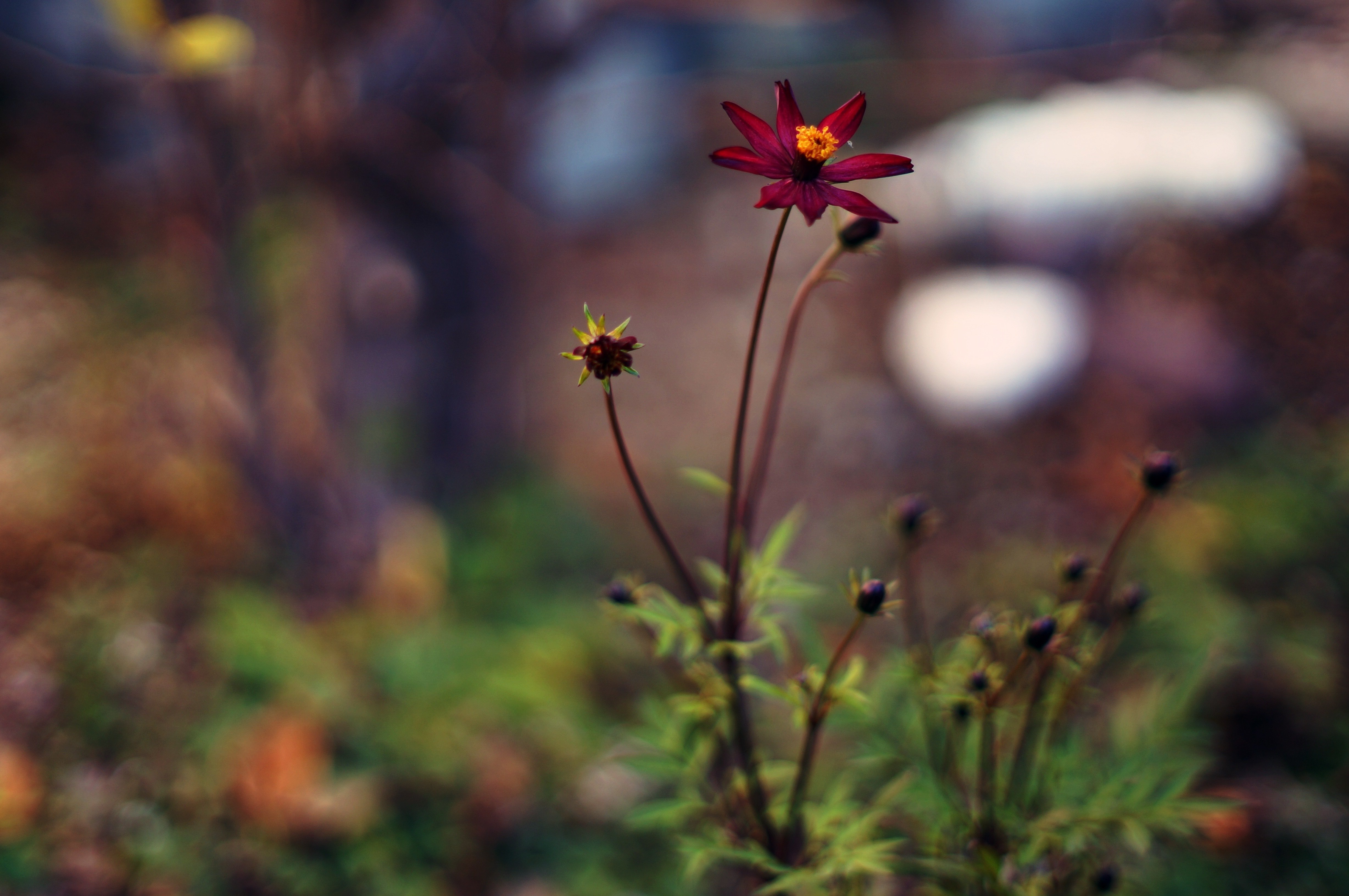 アカトンボ コスモス 1116 津島淳太郎 Note