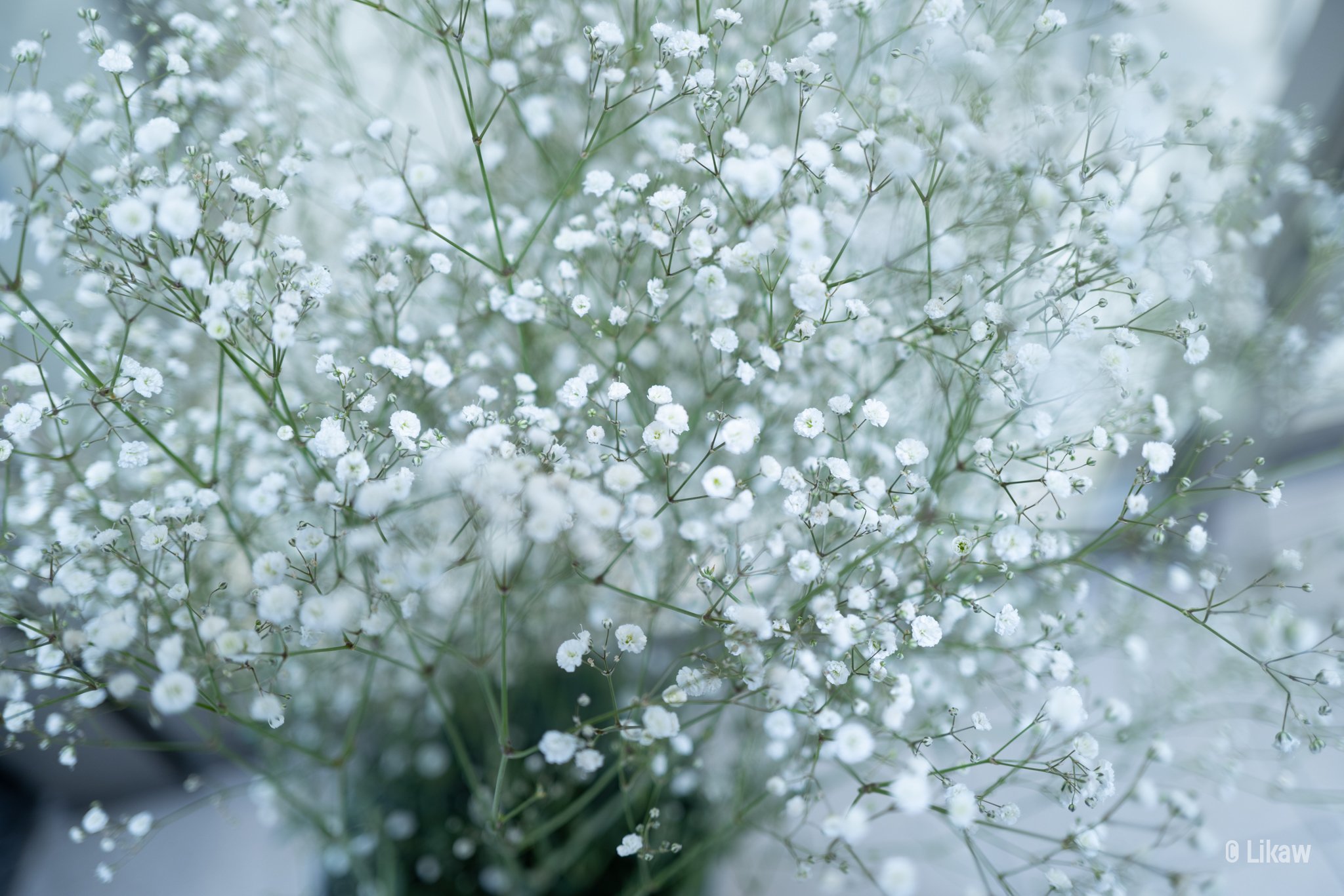 006 雪降るかすみ草 ワタナベリカ Note