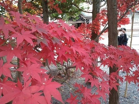 年11月 京都 長岡京 光明寺 に紅葉を観に行ってきました ぐるぐる Note