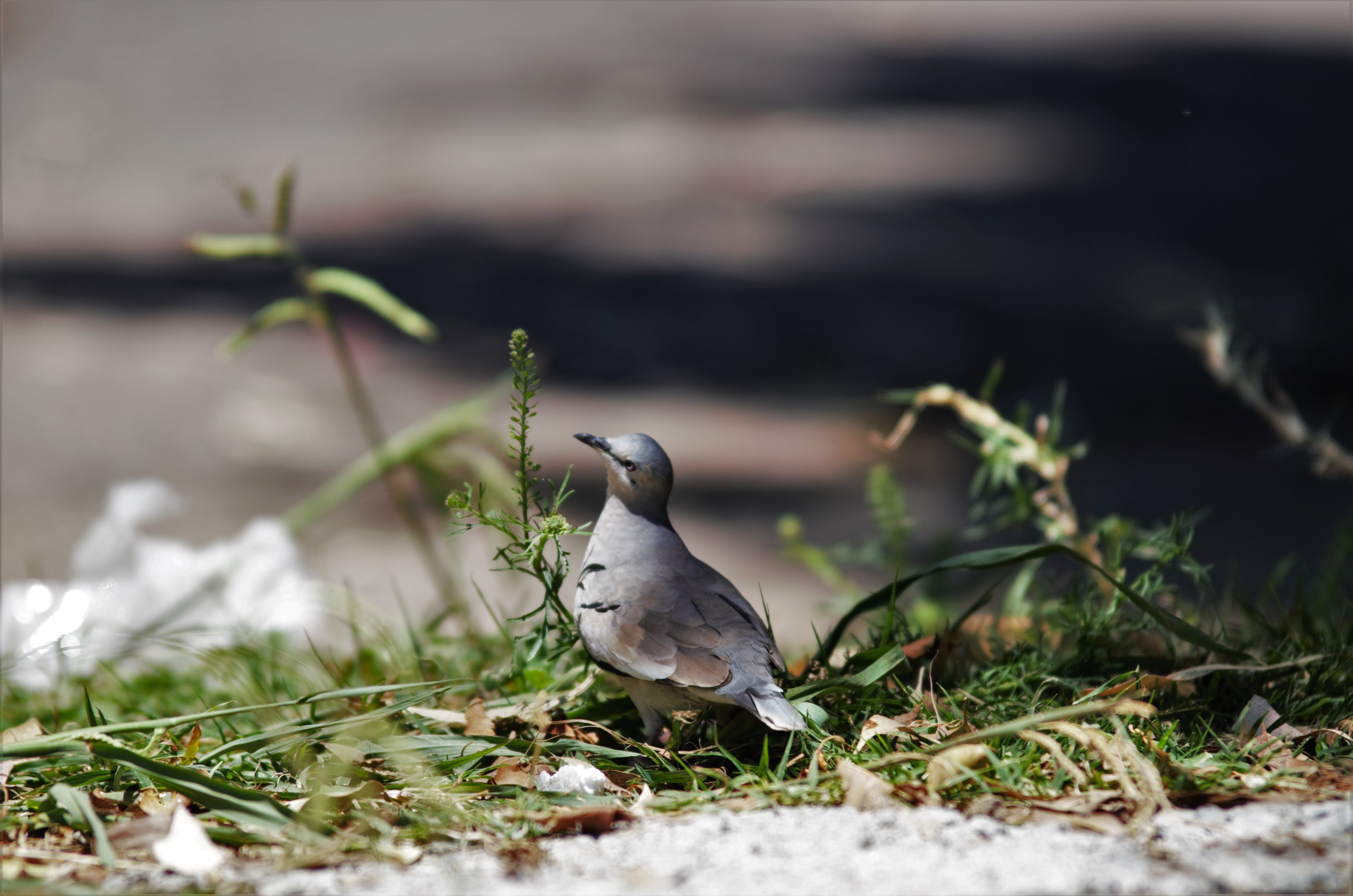 散歩で見つけたアルゼンチンの鳥 あきうみ Note