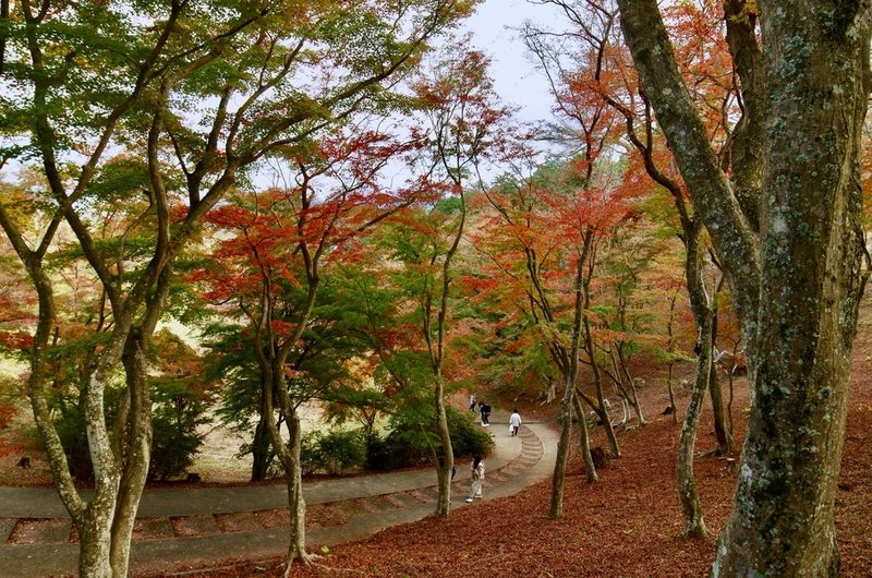  修善寺自然公園もみじ林。美しい赤絨毯が広がっていました。