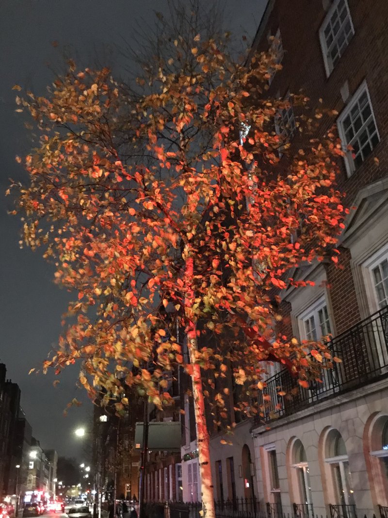 Leaves near to Marylebone high street in London。これもライトアップ ⁈