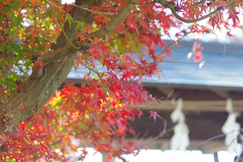 飛鳥坐神社にて。少しだけ紅葉狩り^ ^